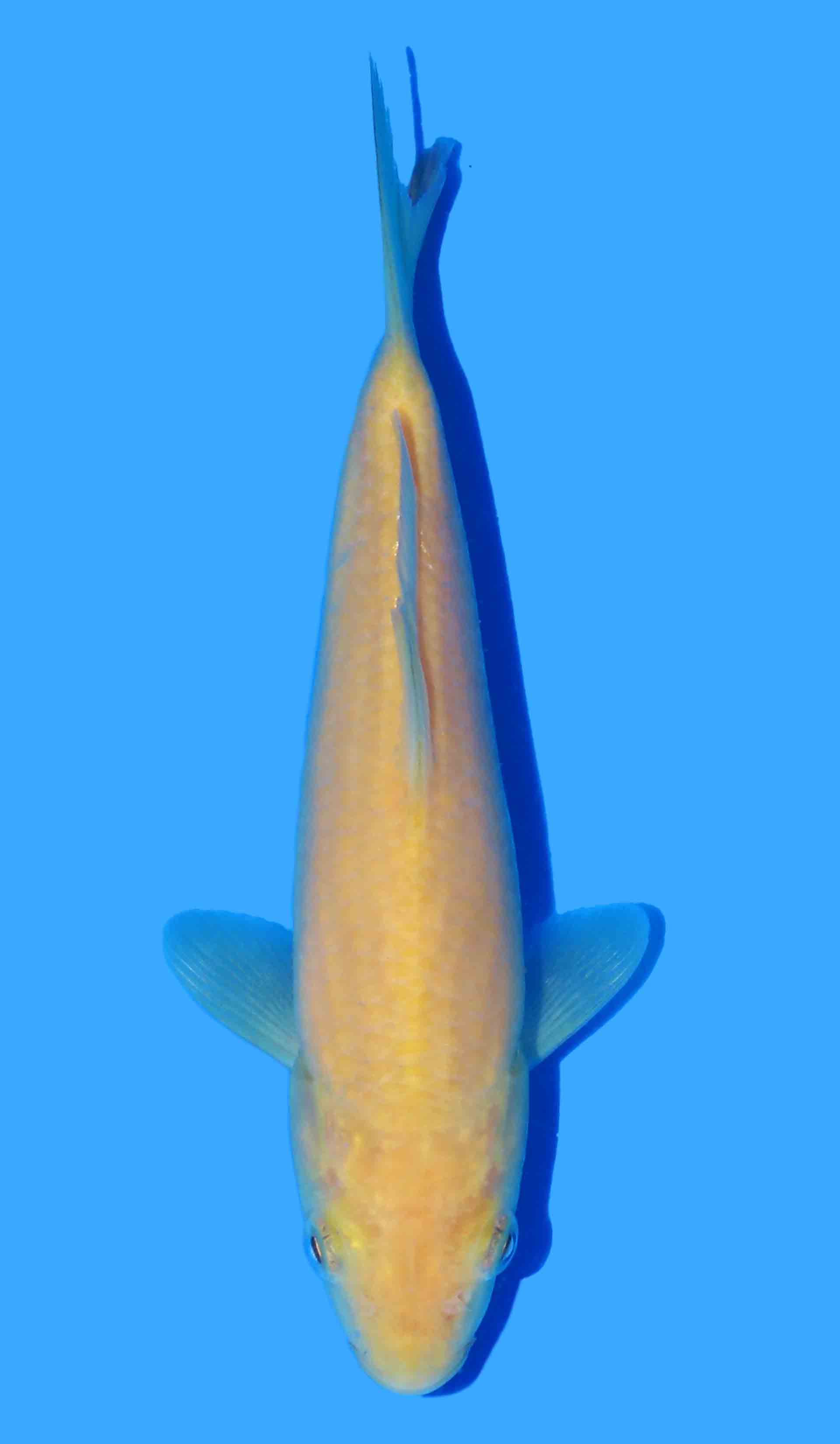 Karashigoi