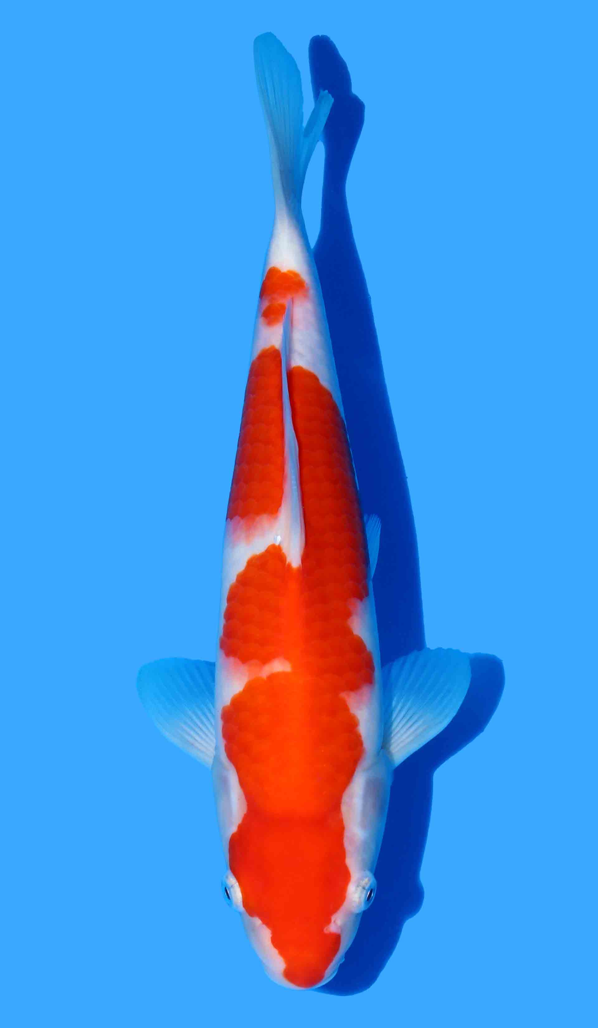 Kohaku from Maruyama