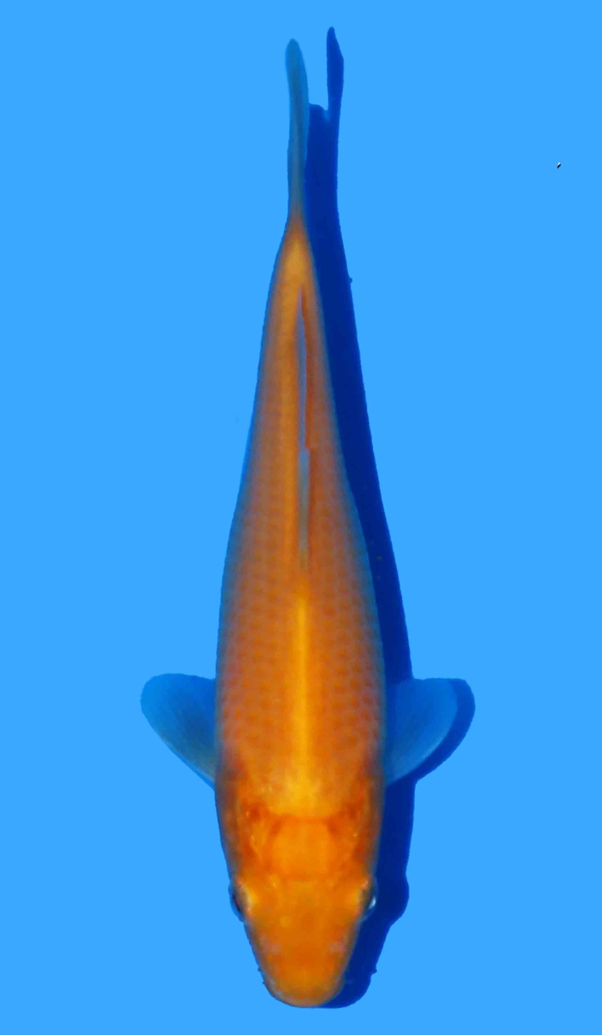 Mango Karashigoi