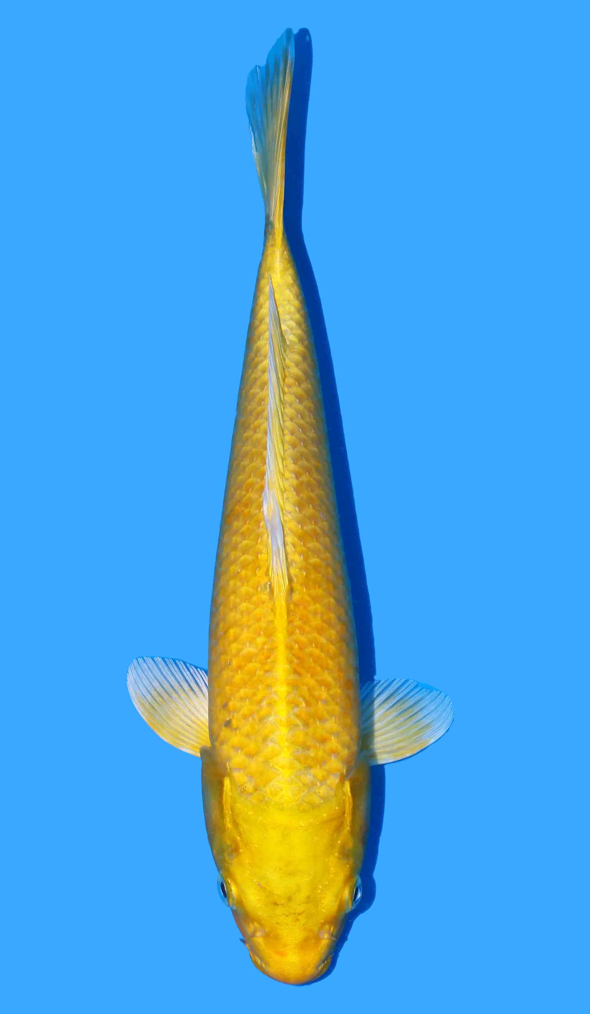 Yamabuki Ogon