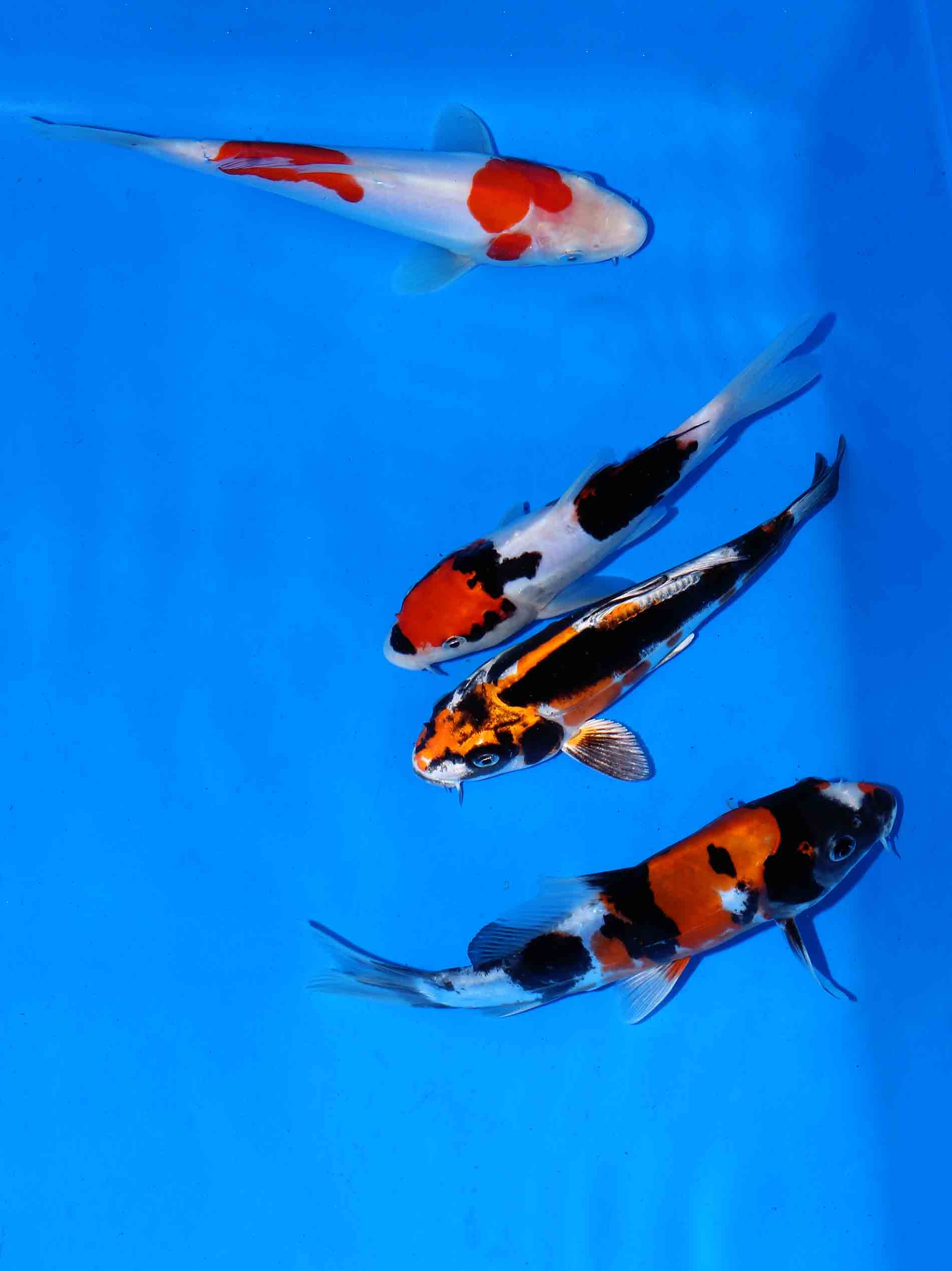 Beni Kiko, Doitsu Showa, Kohaku & Beni Kumonryu