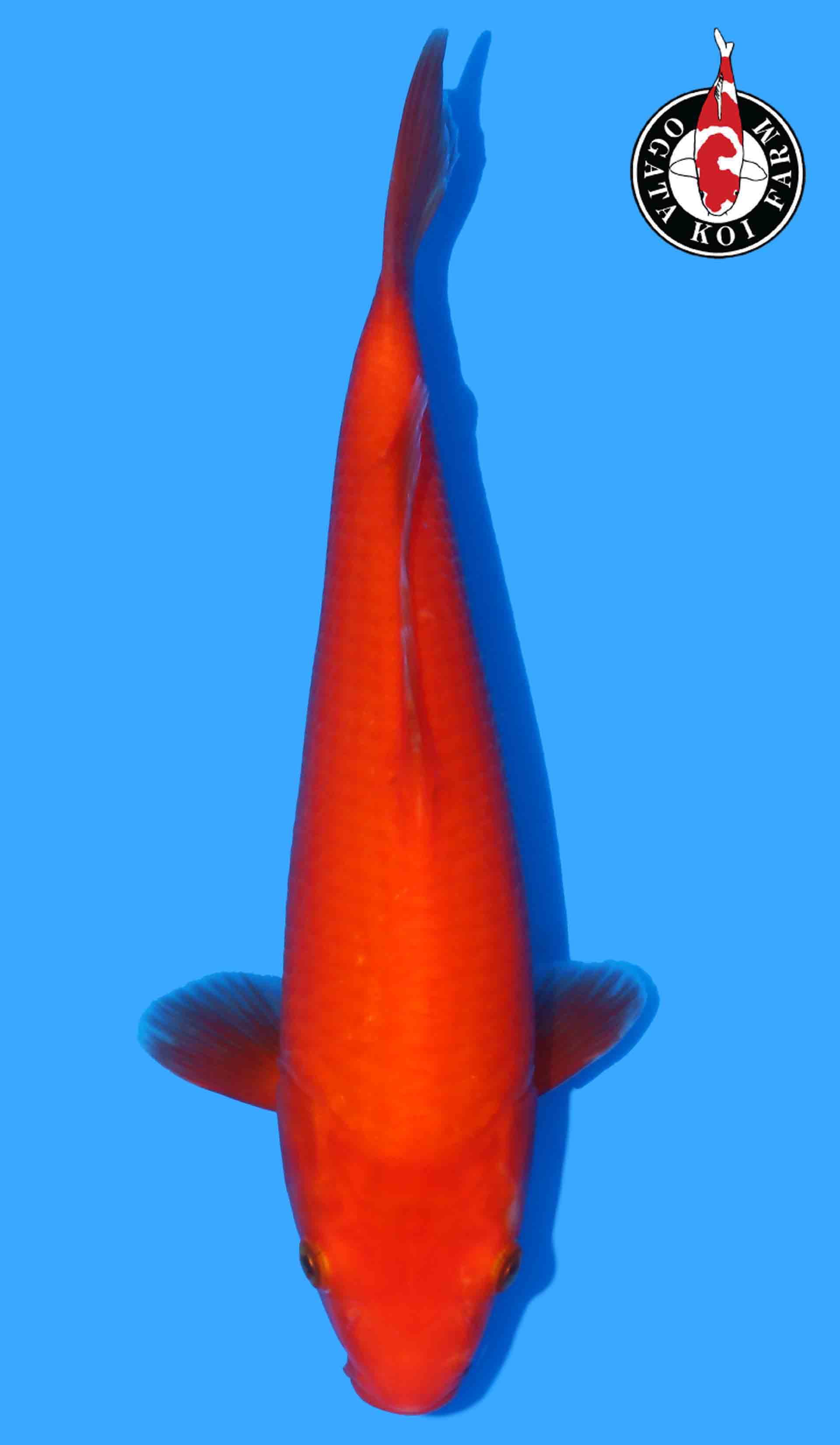 Benigoi (Taiho Bloodline)