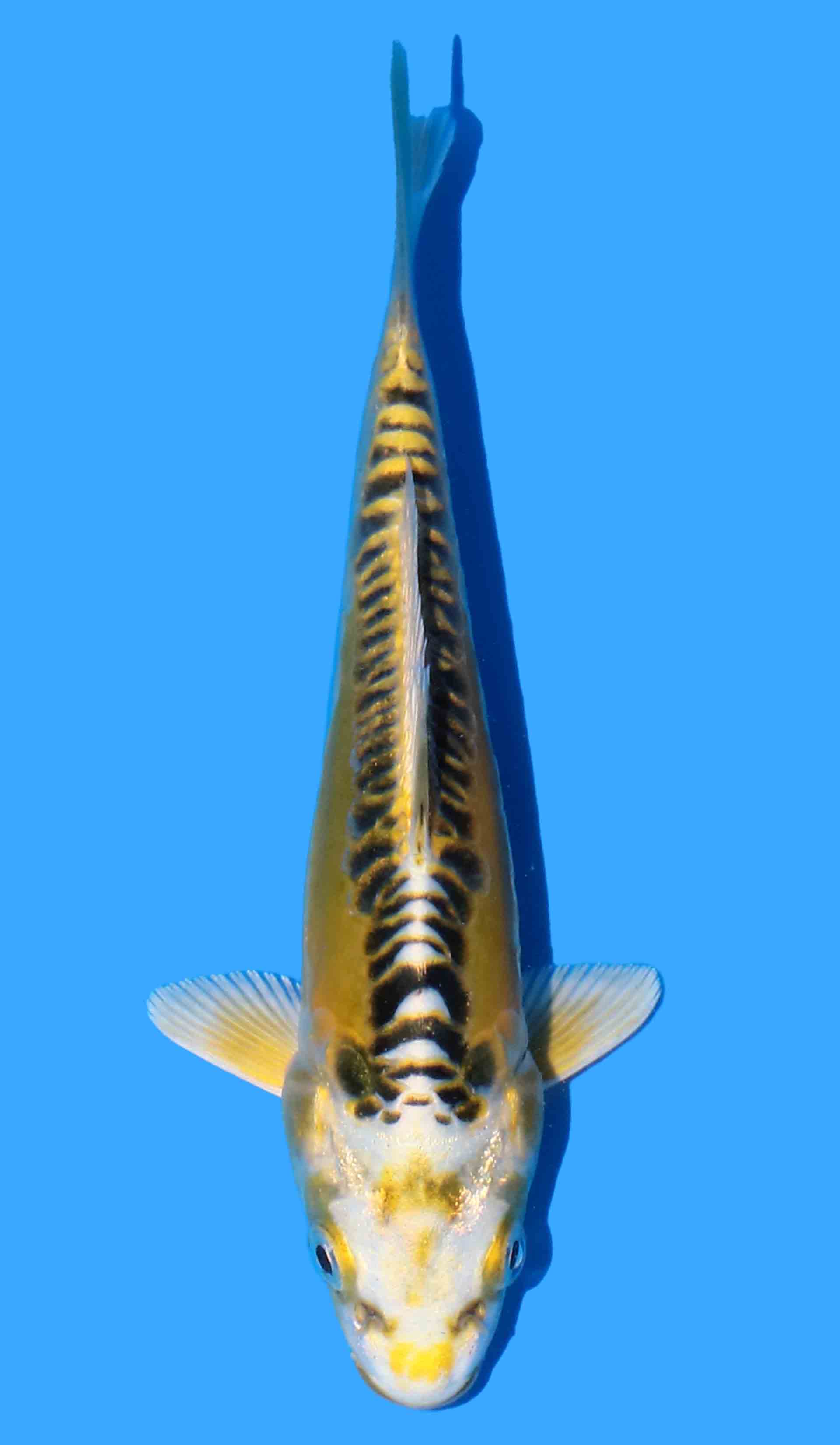 Doitsu Ki Matsuba (Yellow Dragon)