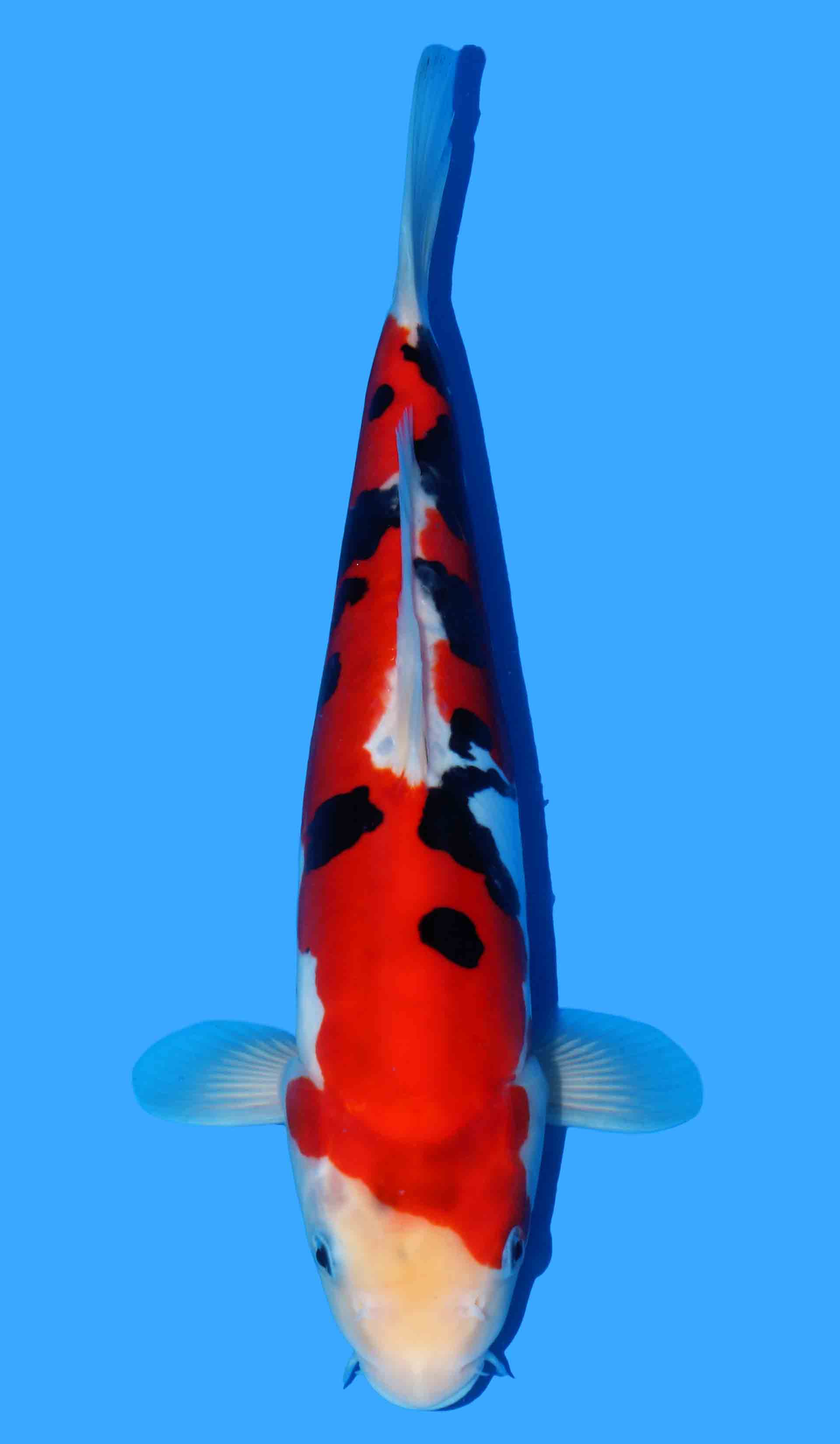 Doitsu Sanke, Nishiki Maruhide