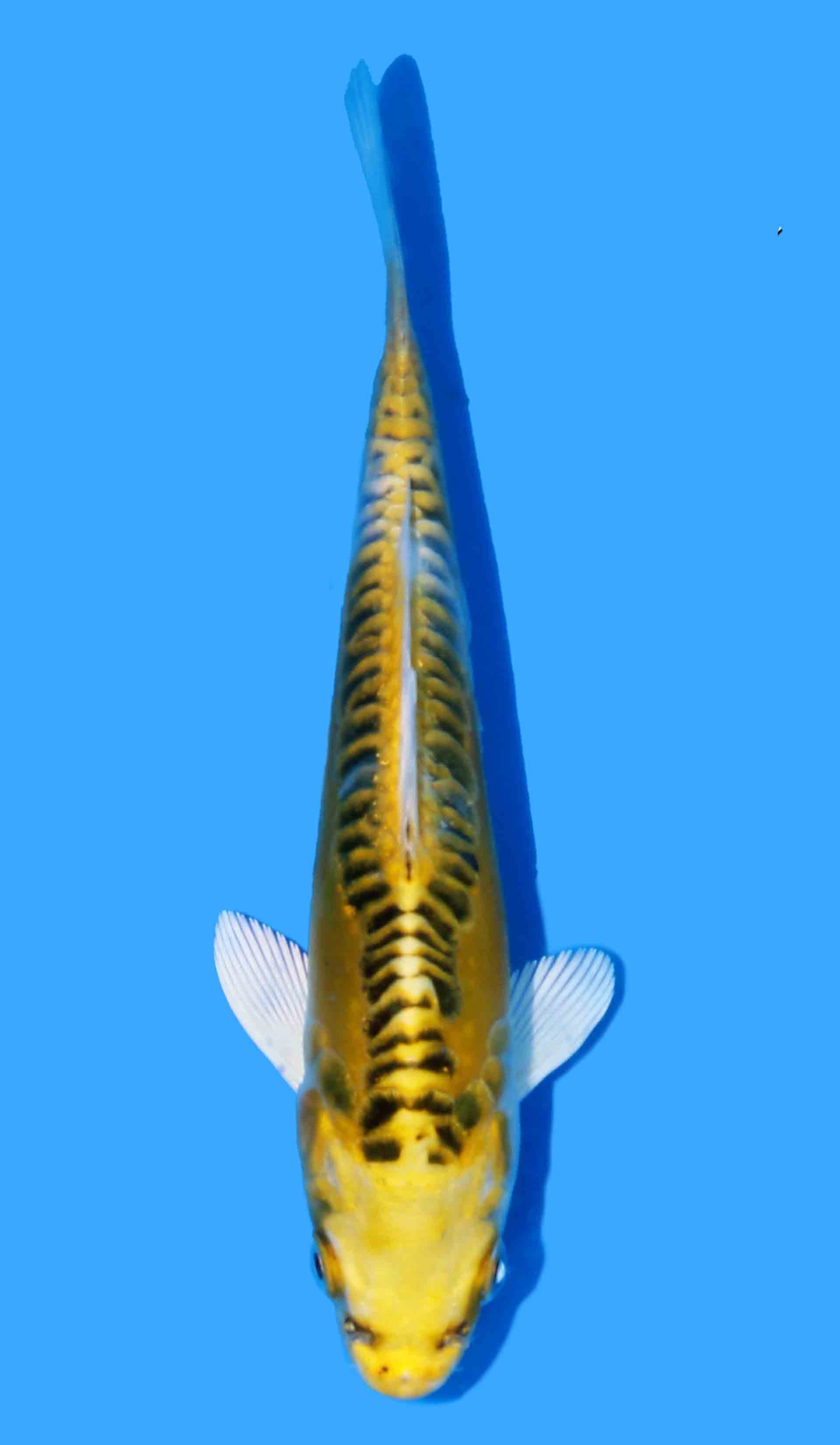 Ki Kikokuryu from Yellow Dragon