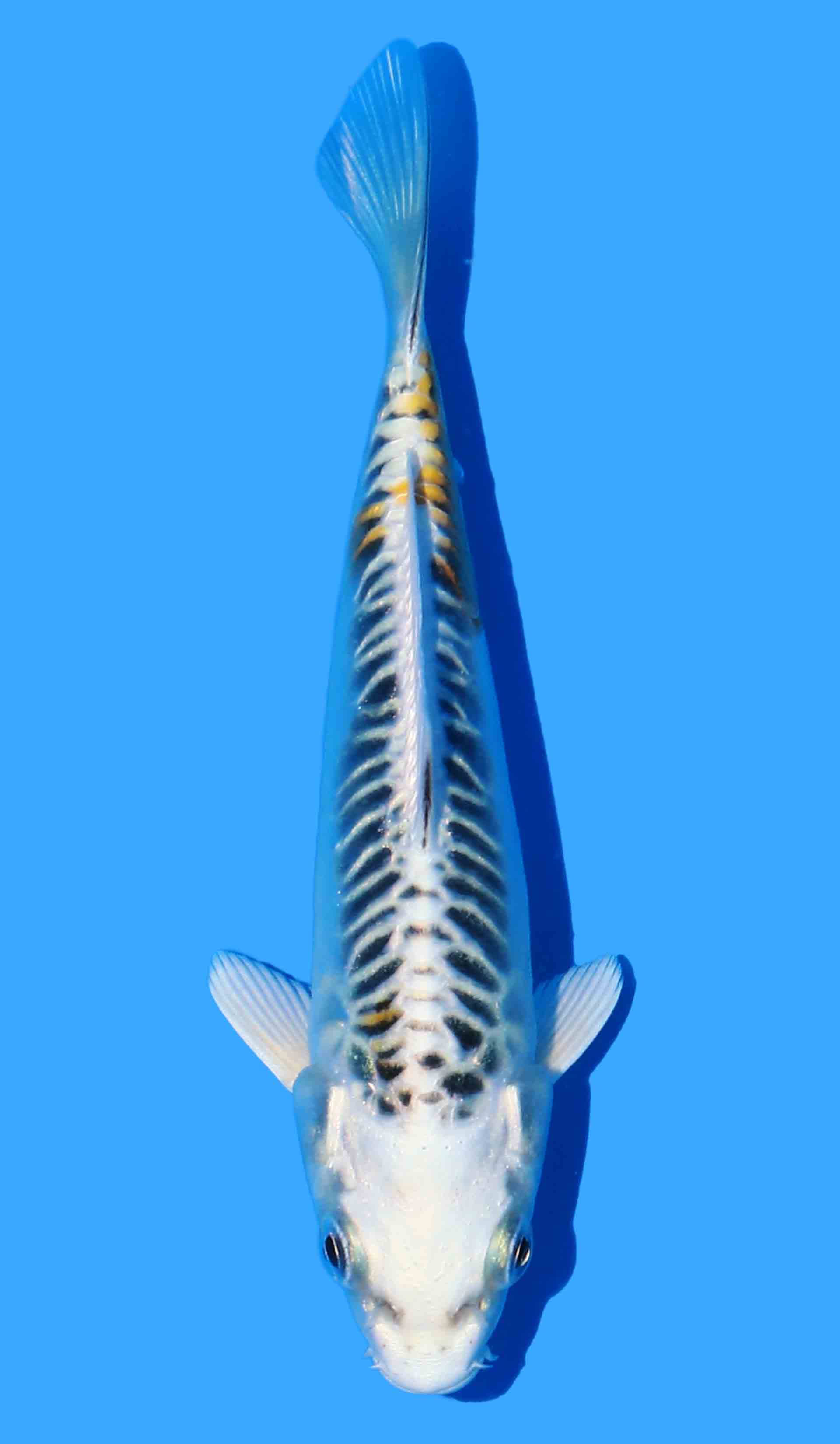 Doitsu Ki Kujaku from Yellow Dragon