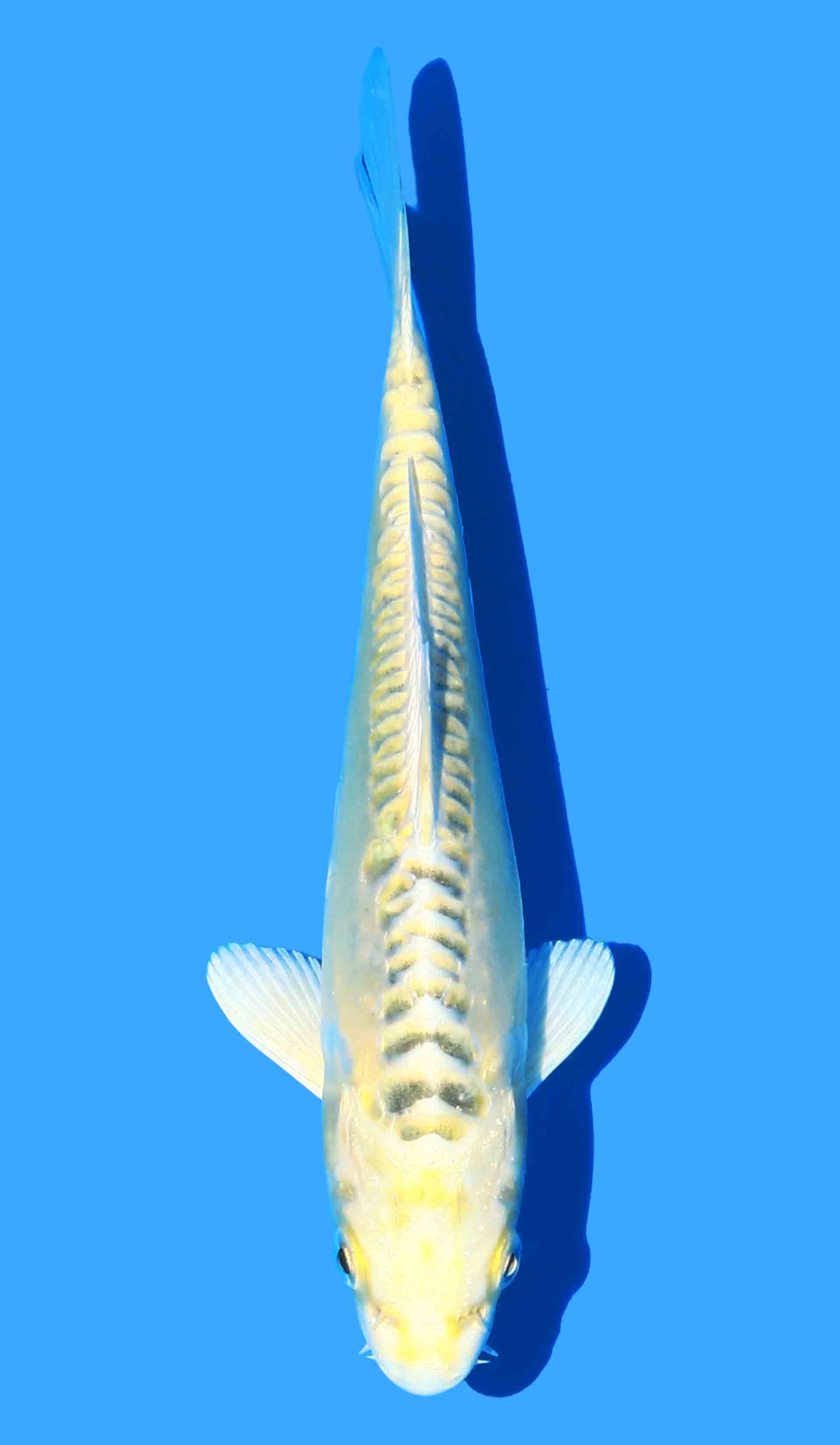 Yellow Dragon from Aoki