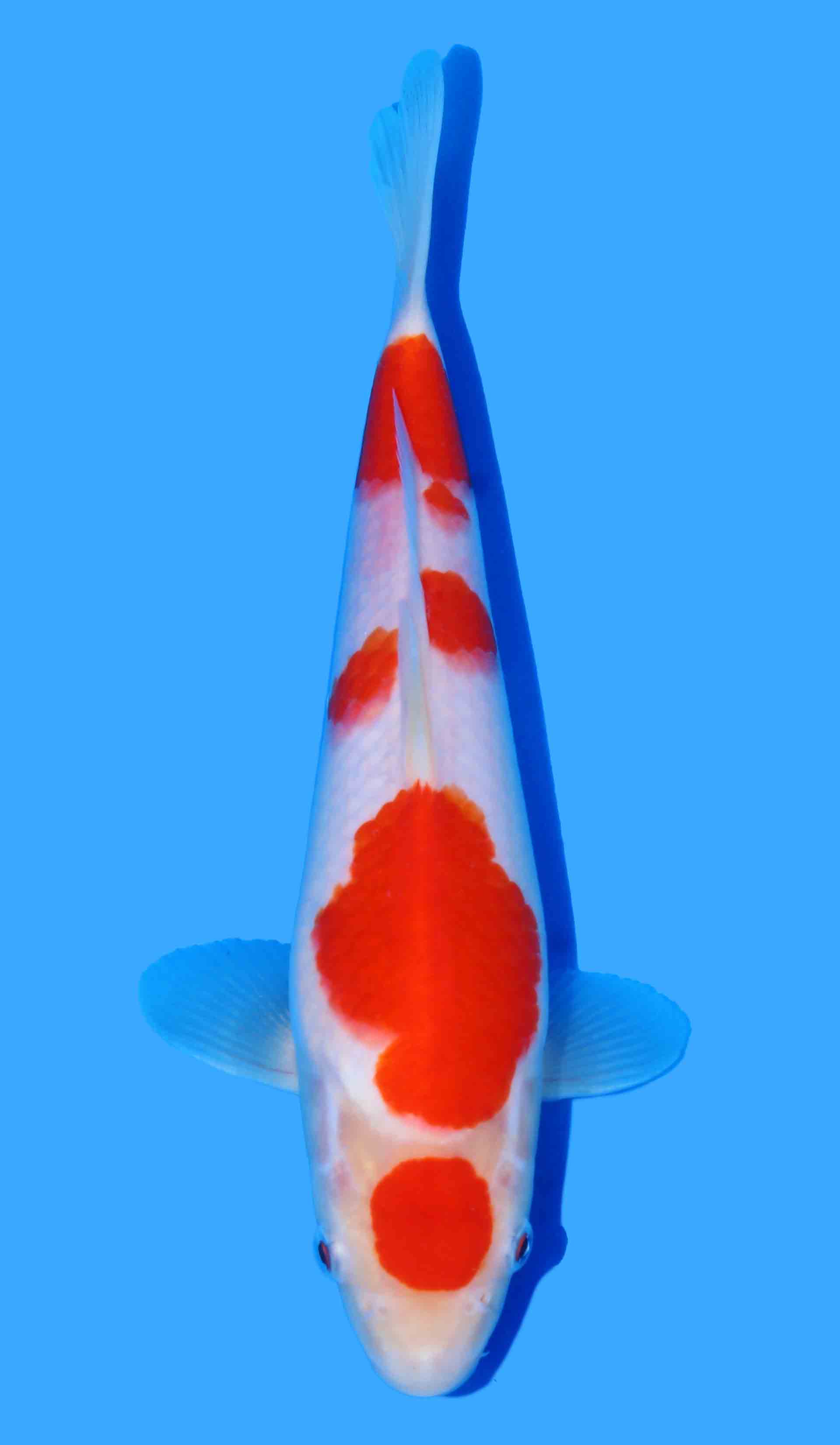 Kohaku from Maruyama