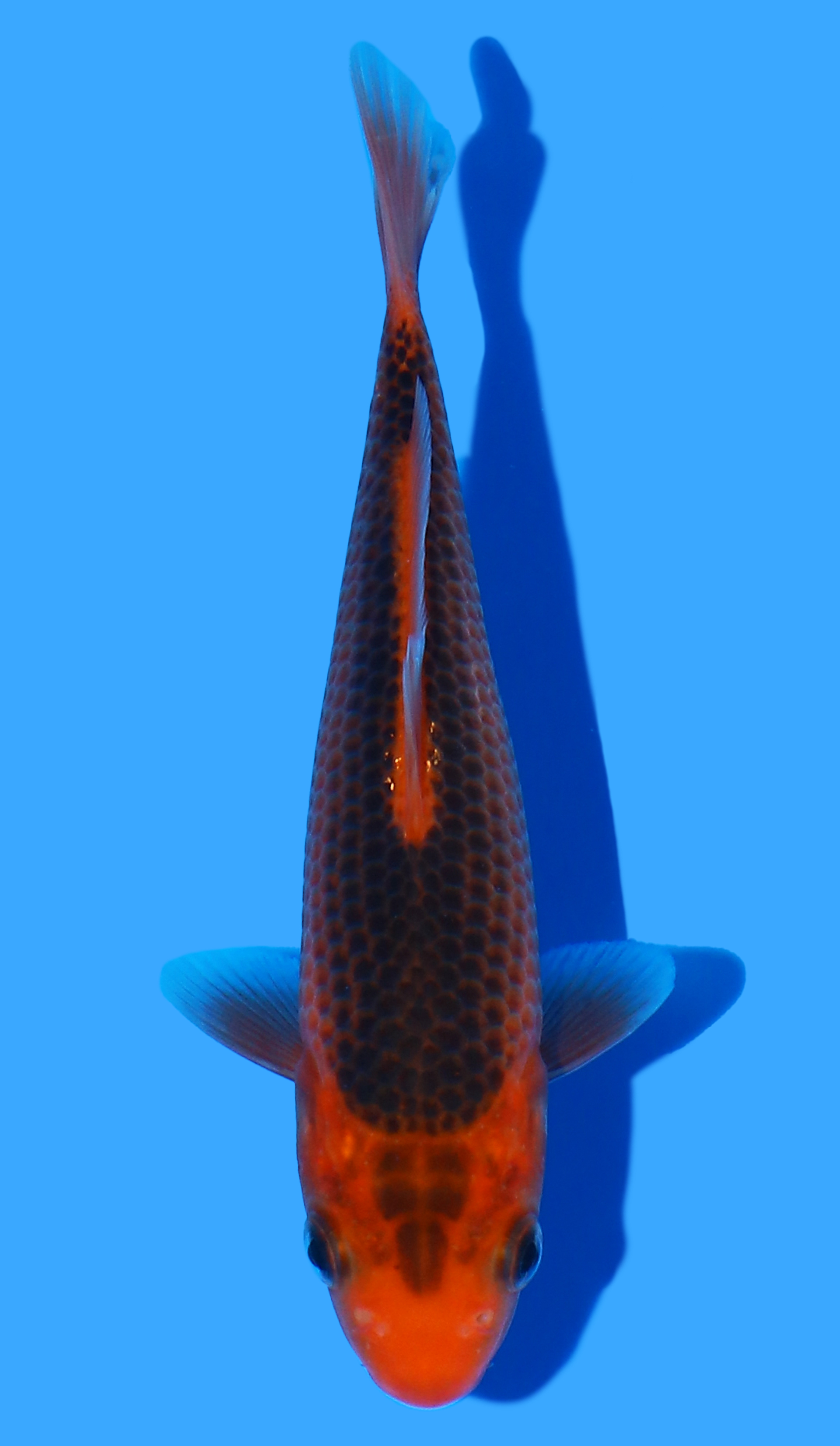 古銅　鯉水滴　61g 東さ7-1207☆2F Japanese Koi - JPN Koi Co.