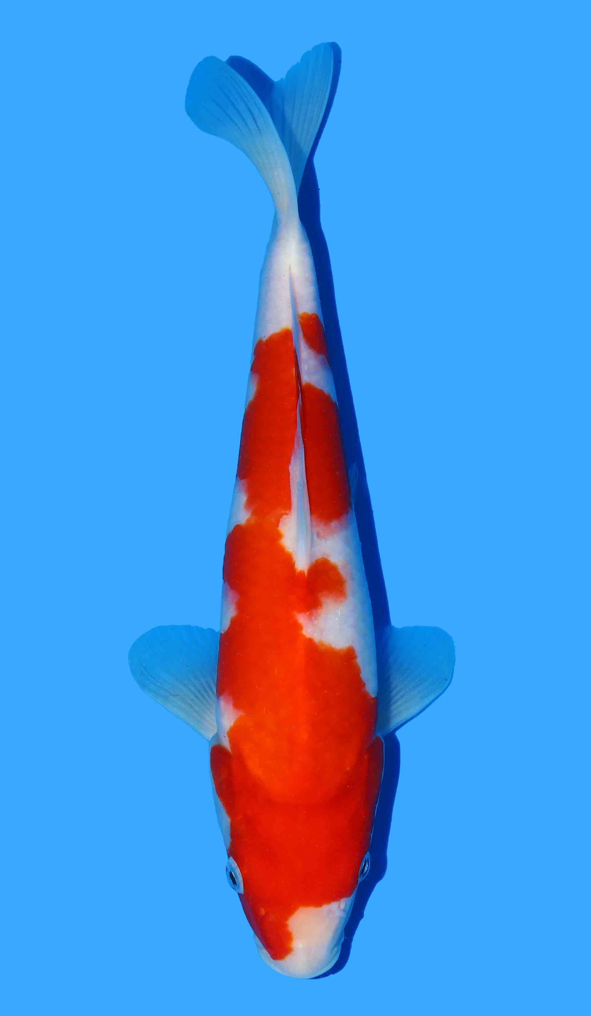 Kohaku