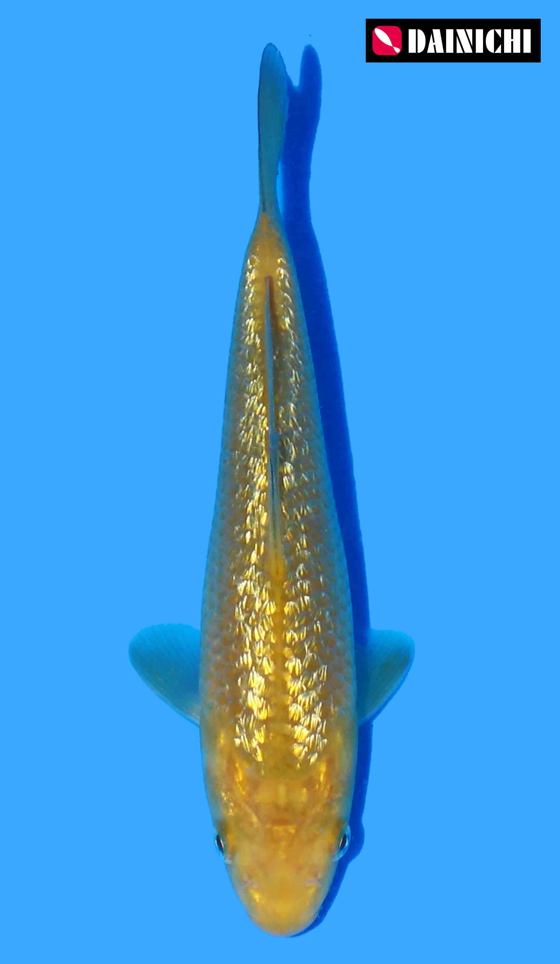 Gin Rin Karashigoi from  Yellow Monkey Inc Growing