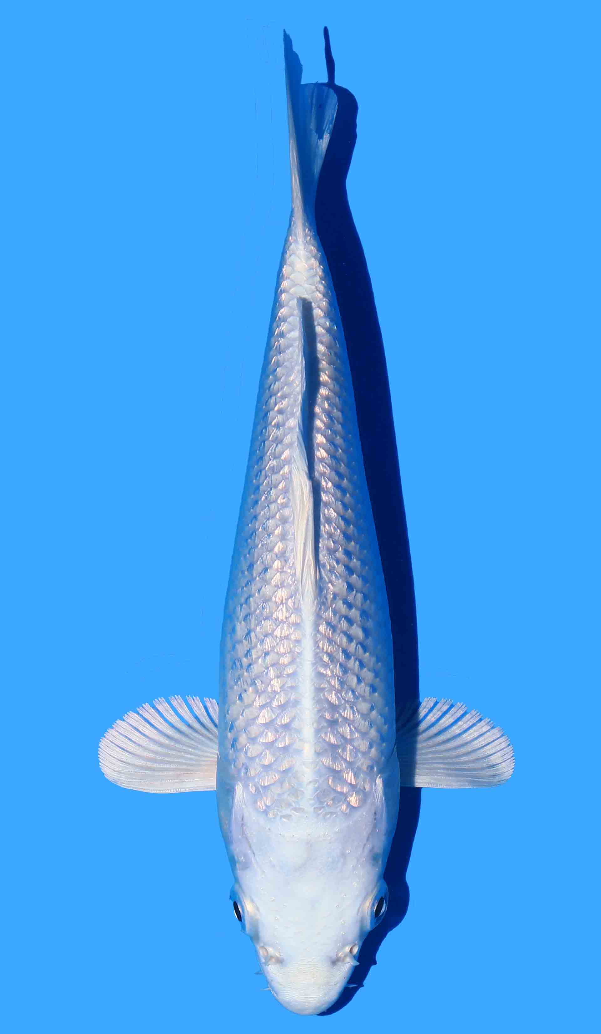 Gin Rin Platina Ogon