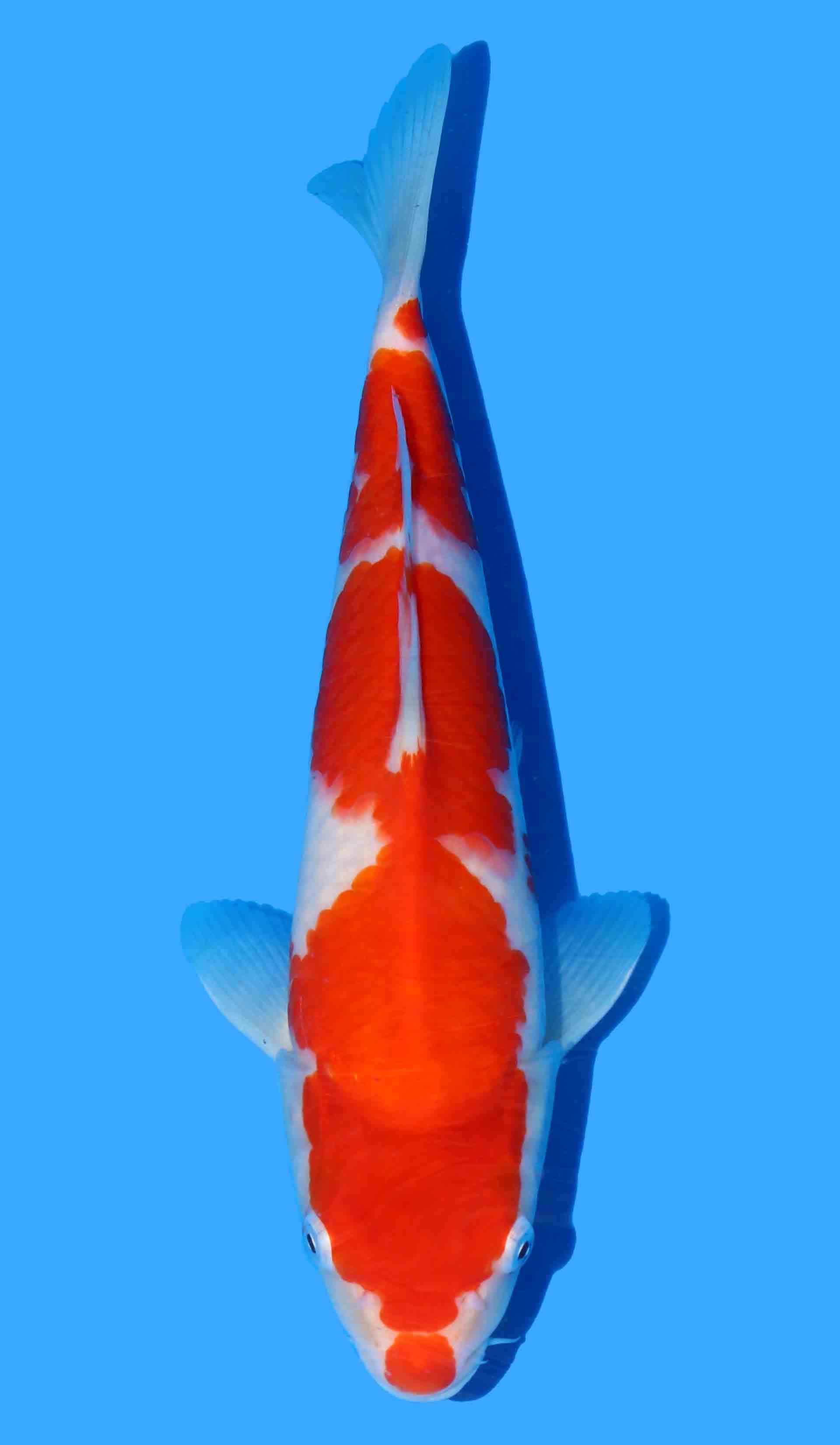 Kohaku from Maruyama