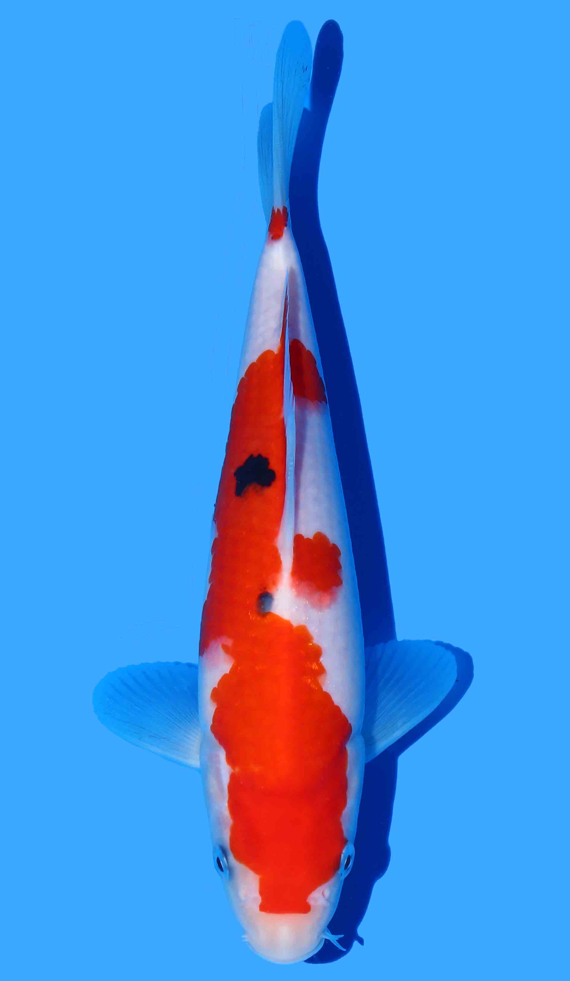 Photo of a koi fish