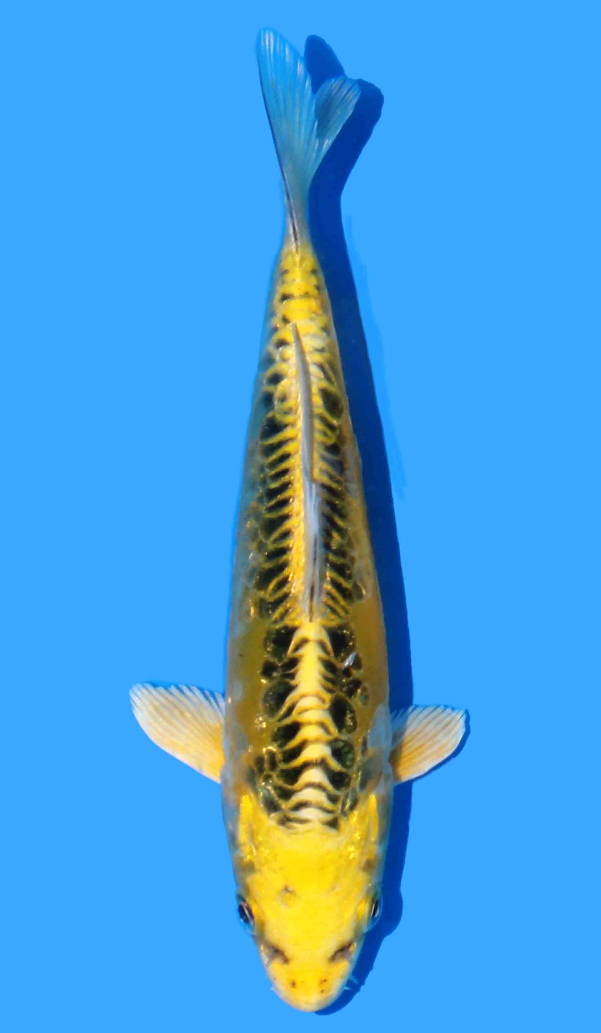 Doitsu Ki Kujaku from Yellow Dragon