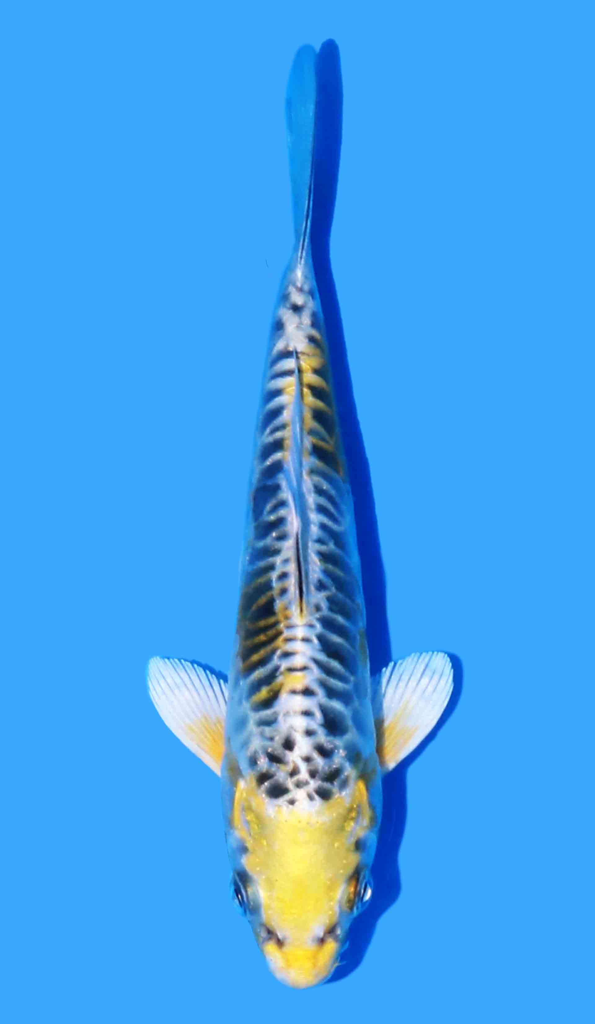 Ki Kikokuryu from Yellow Dragon