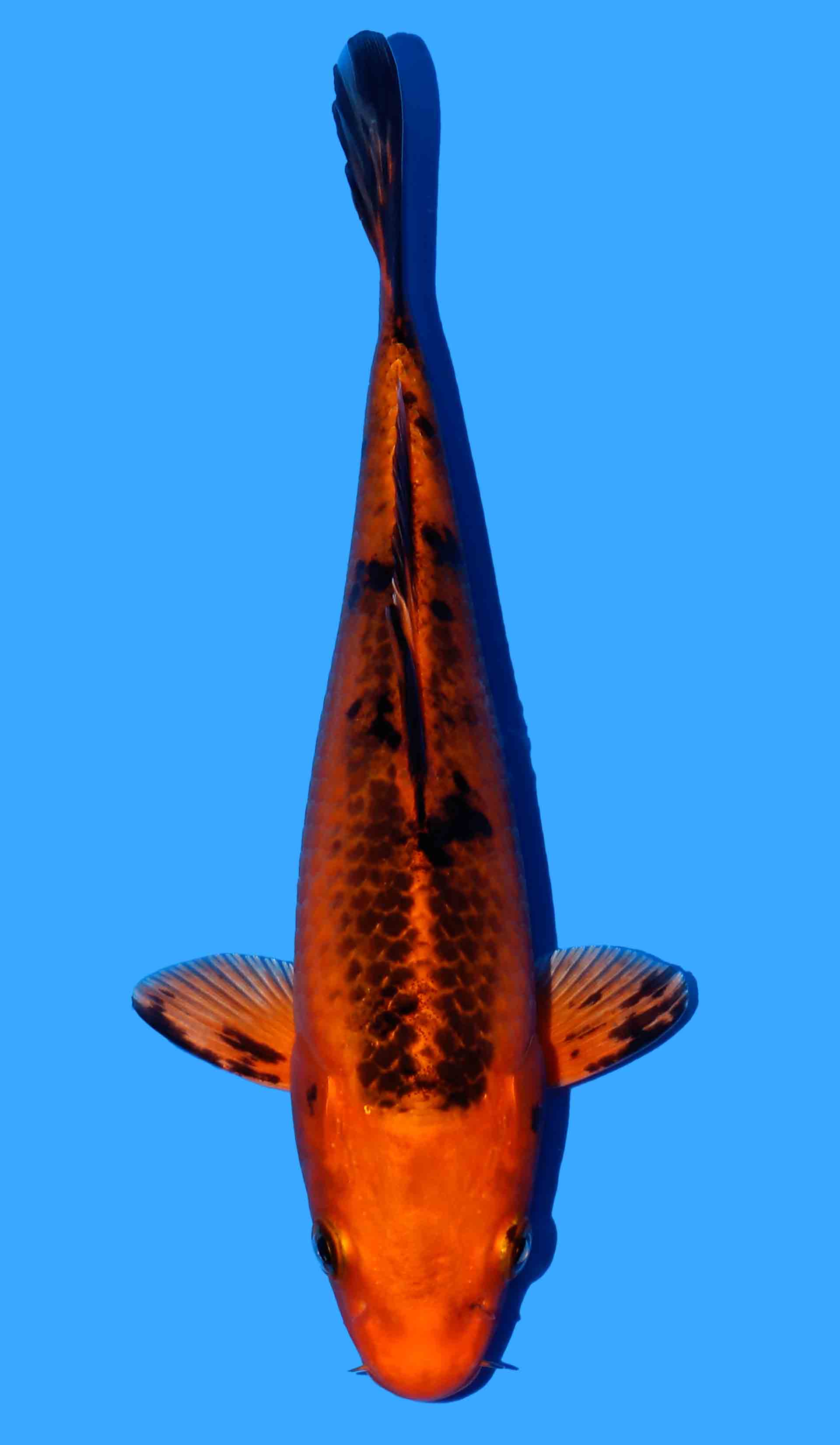 Aka Bekko from Yamasan