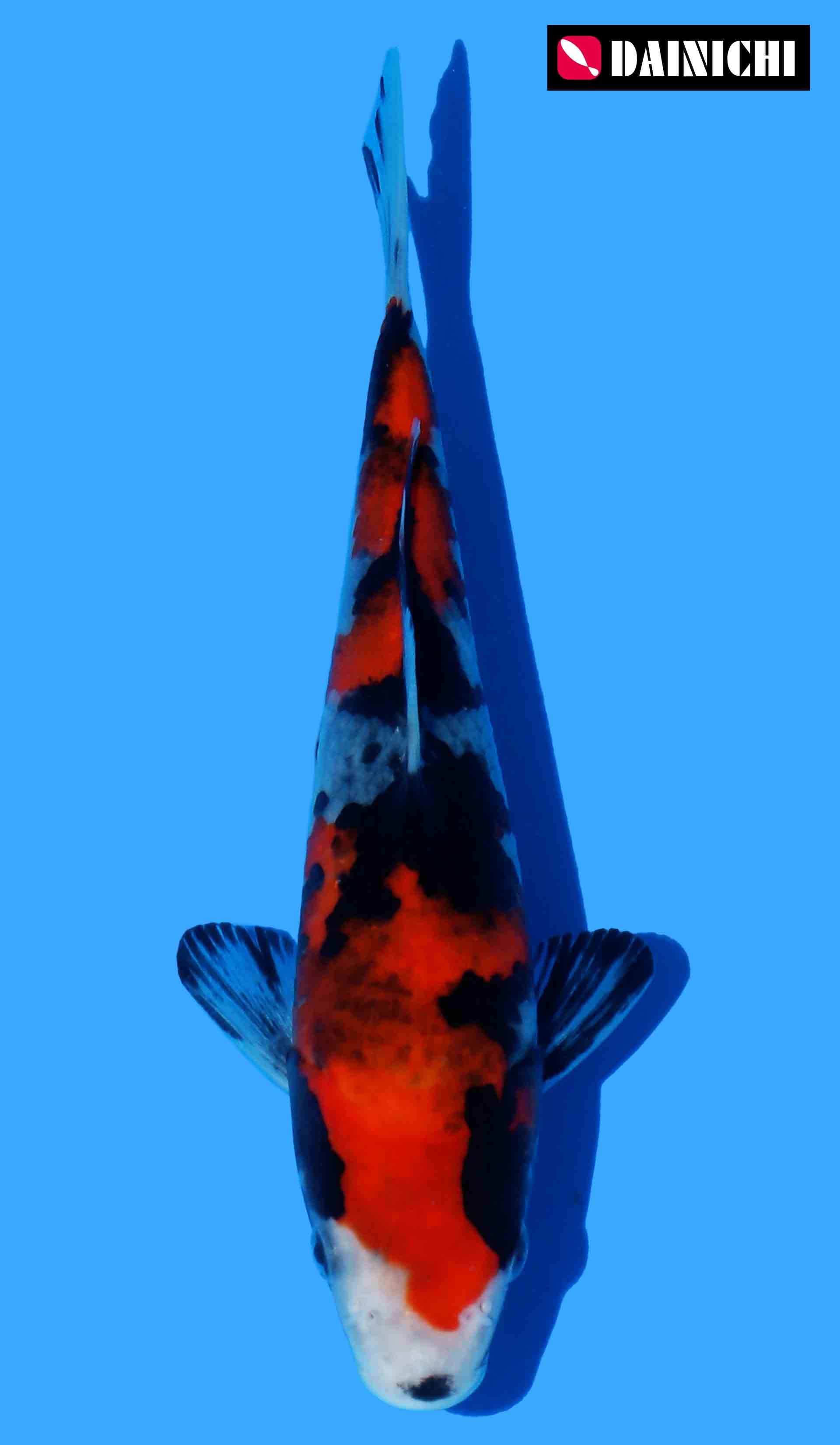 Showa, Dainichi (Super Monster Line)