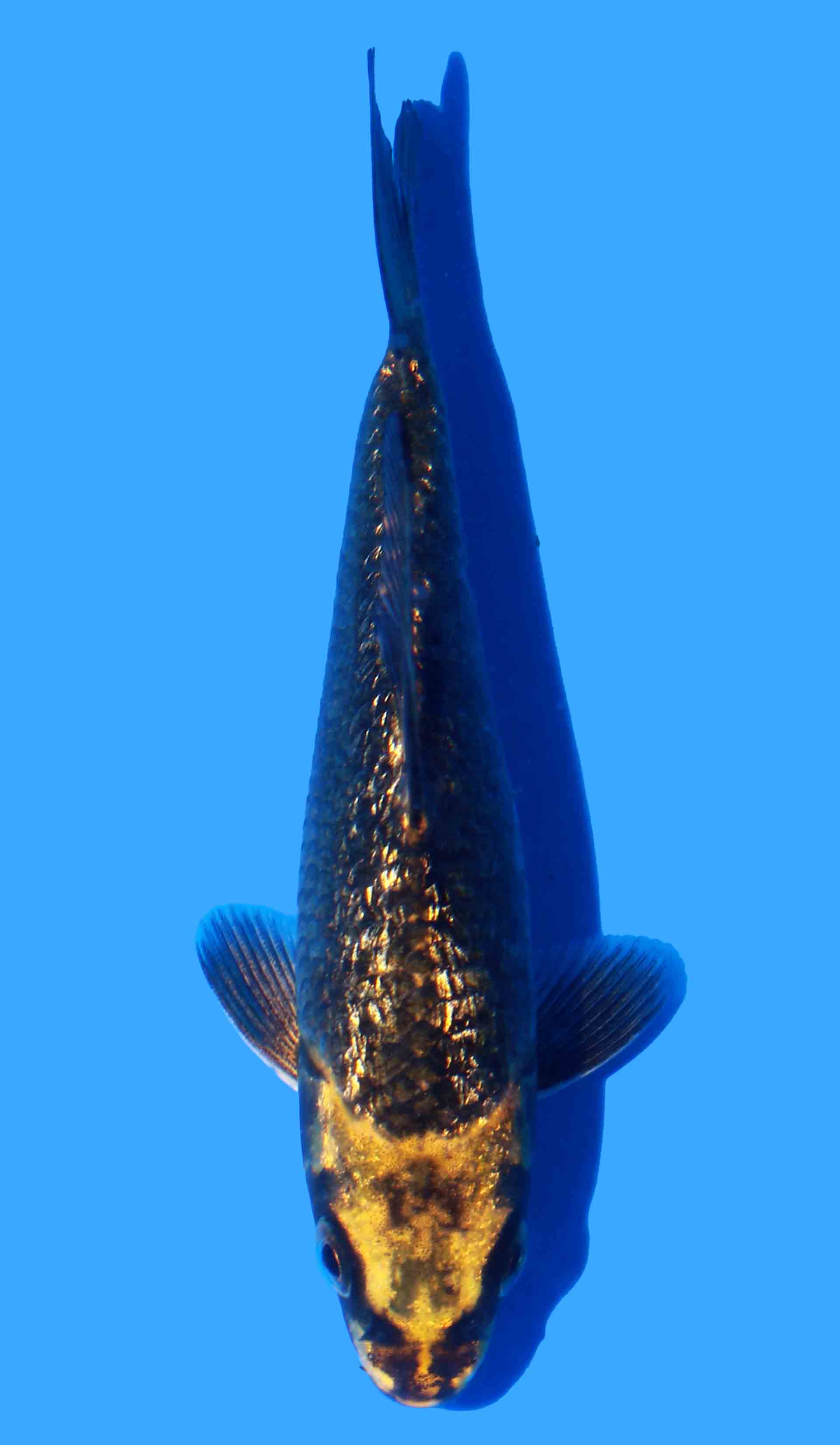 Gin Rin Mukashi Ogon