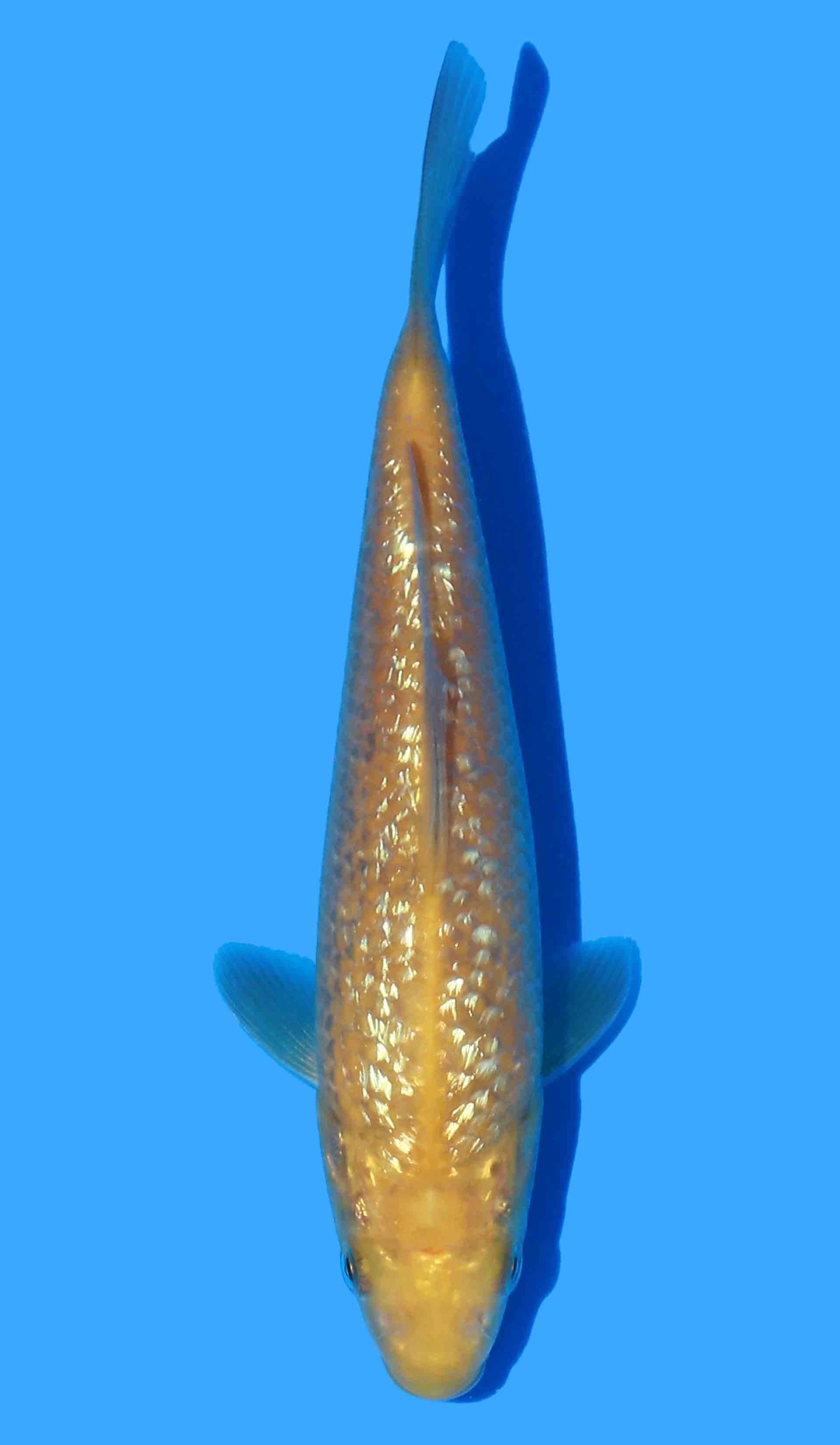 Gin Rin Karashigoi from Yellow Monkey Line