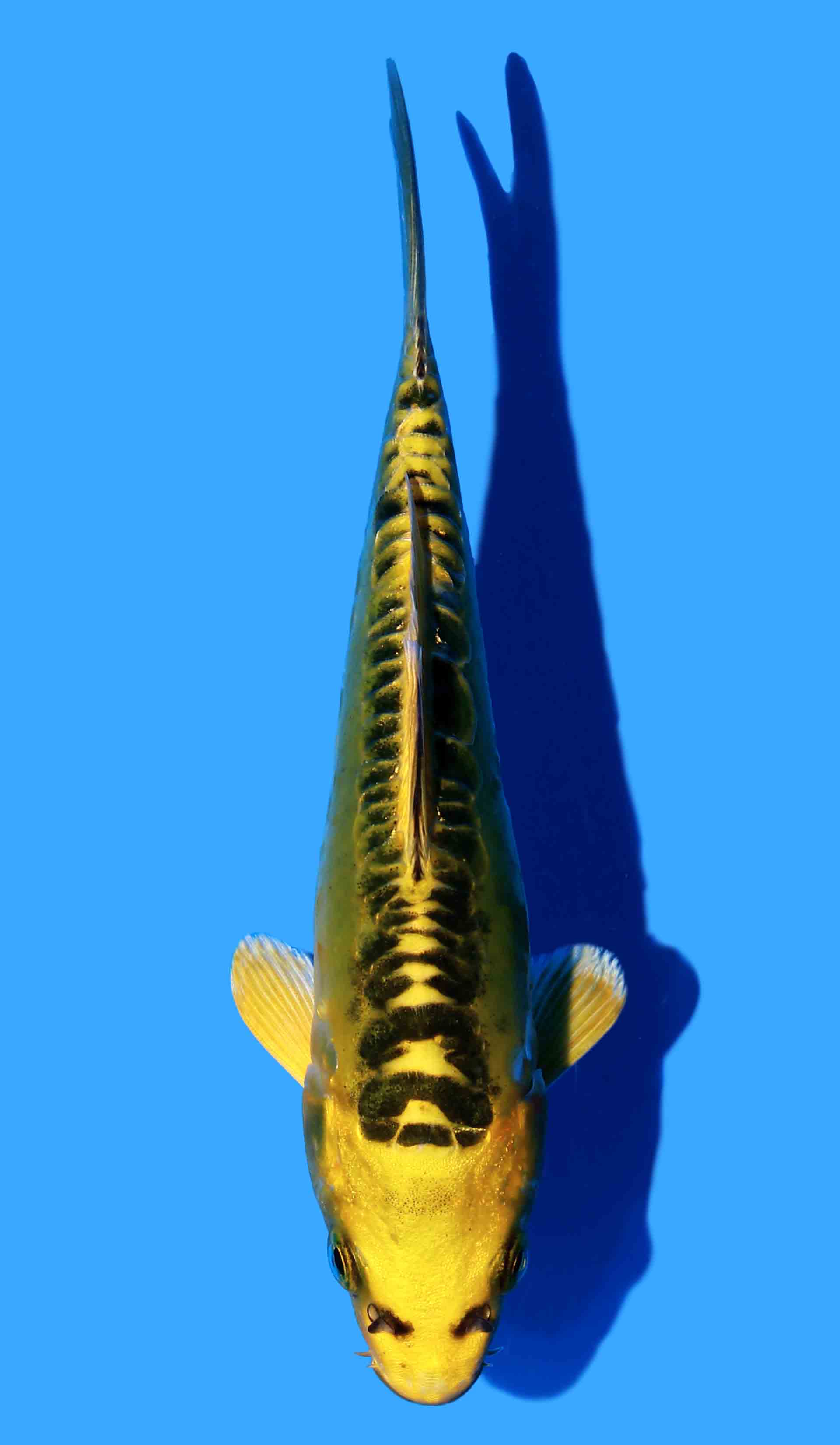 Doitsu Ki Matsuba (Yellow Dragon)