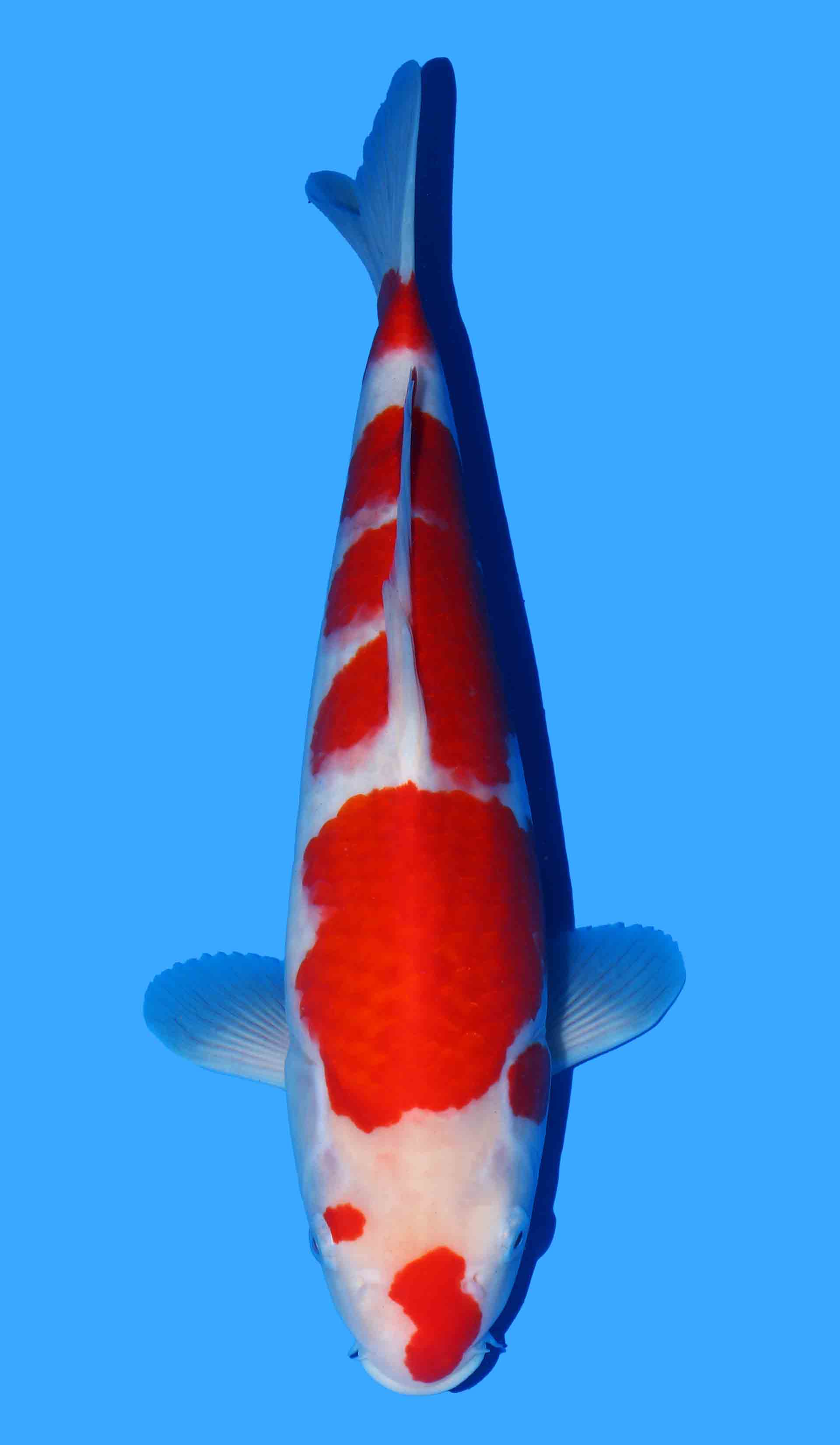 Kohaku