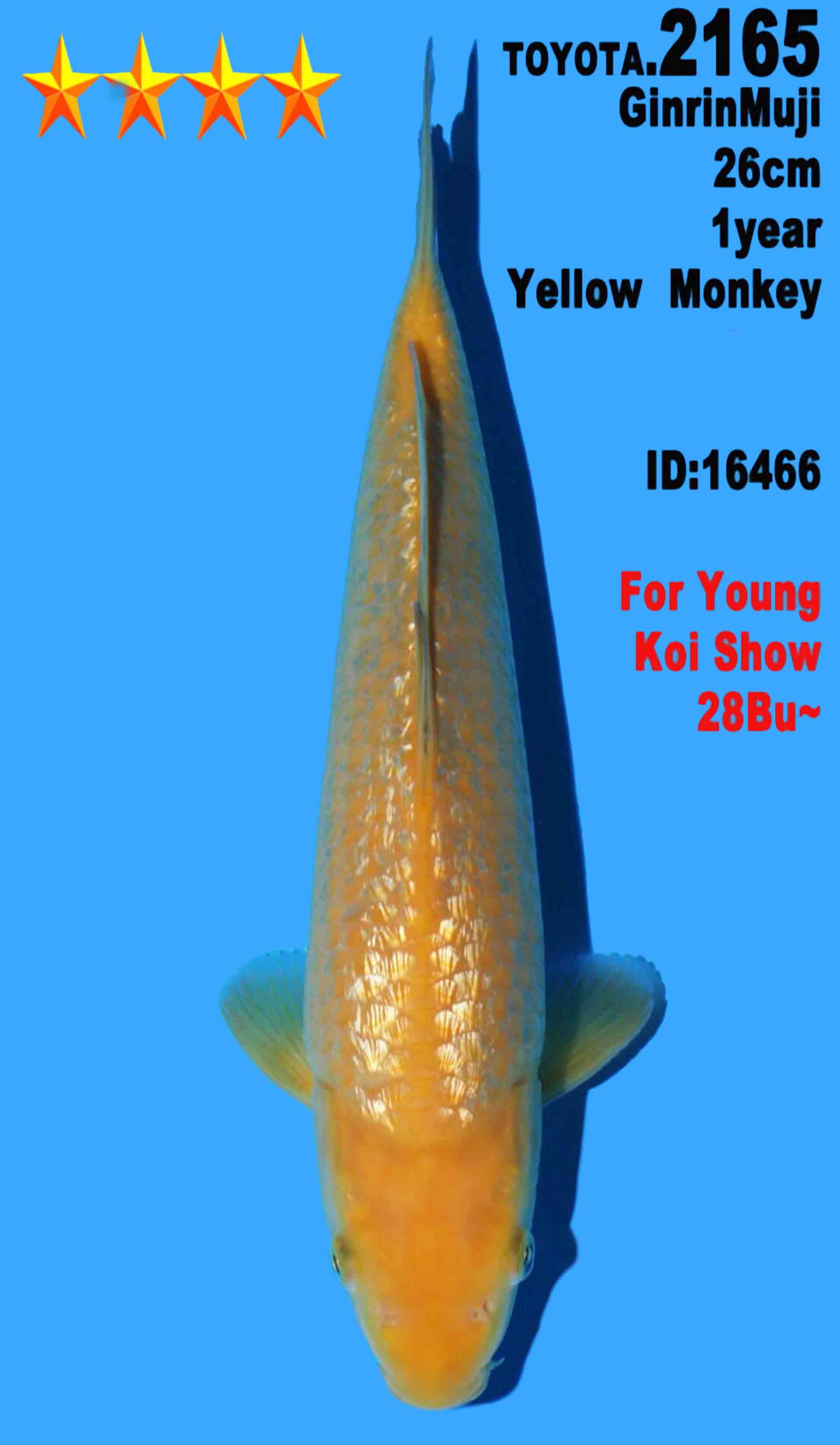 VHQ Gin Rin Karashigoi from Dainichi Yellow Monkey