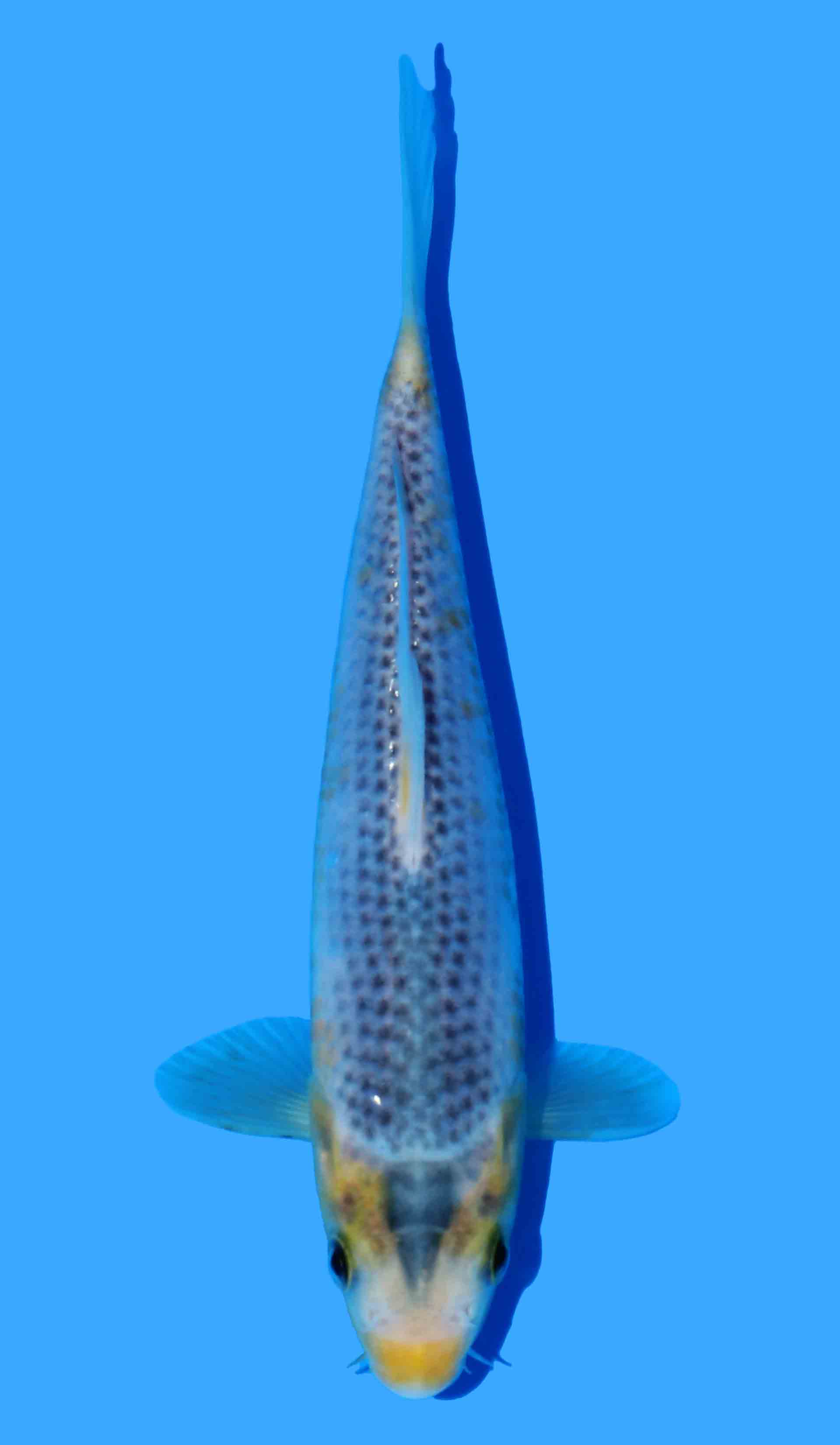 Ki Asagi from Golden Corn