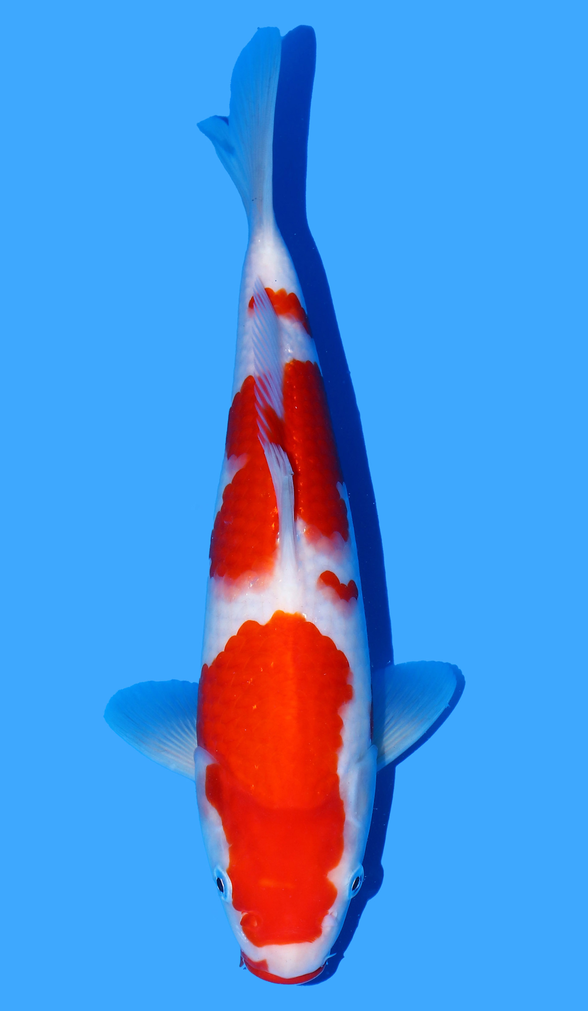 Kohaku