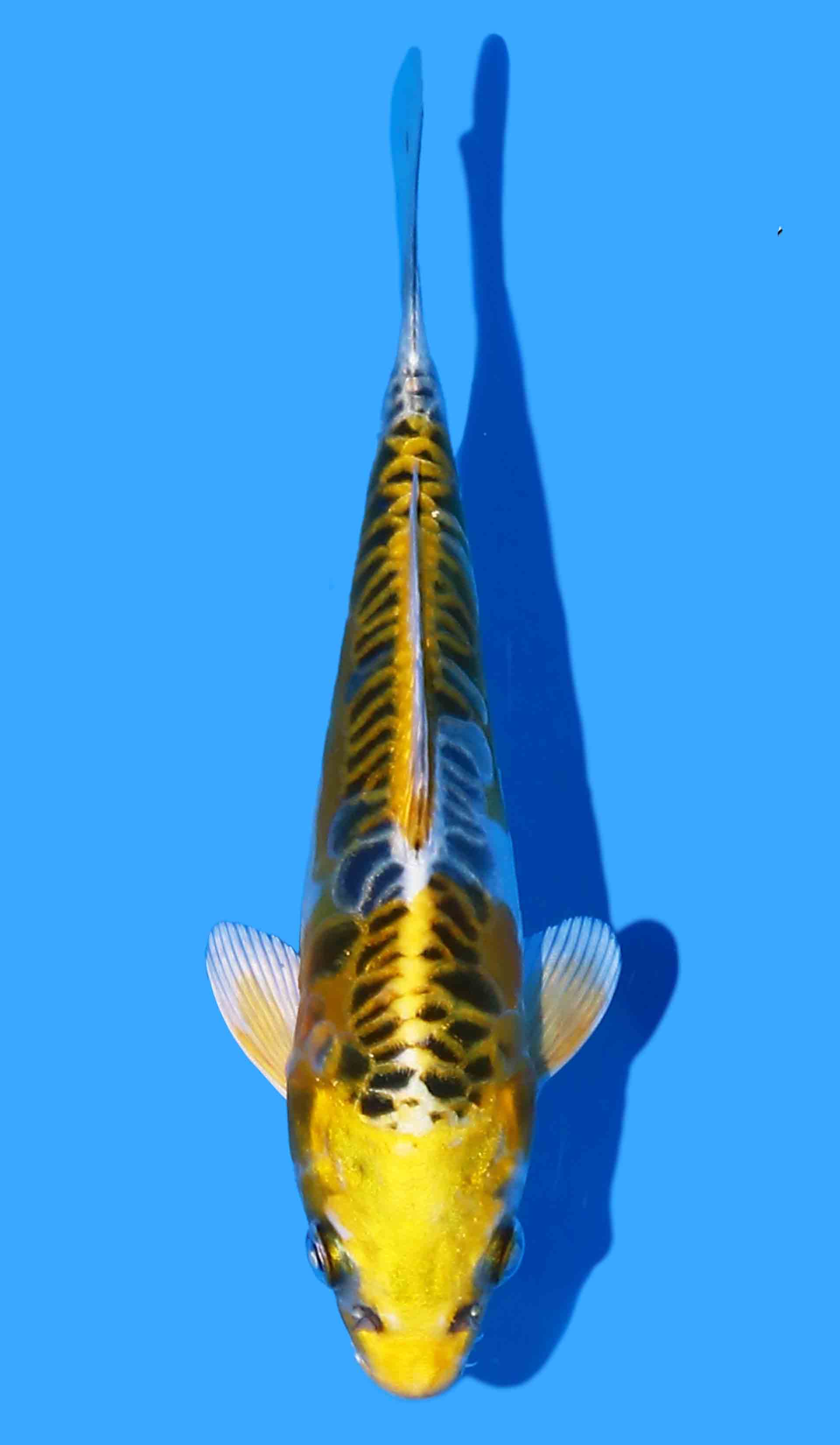 Ki Kikokuryu from Yellow Dragon including growing