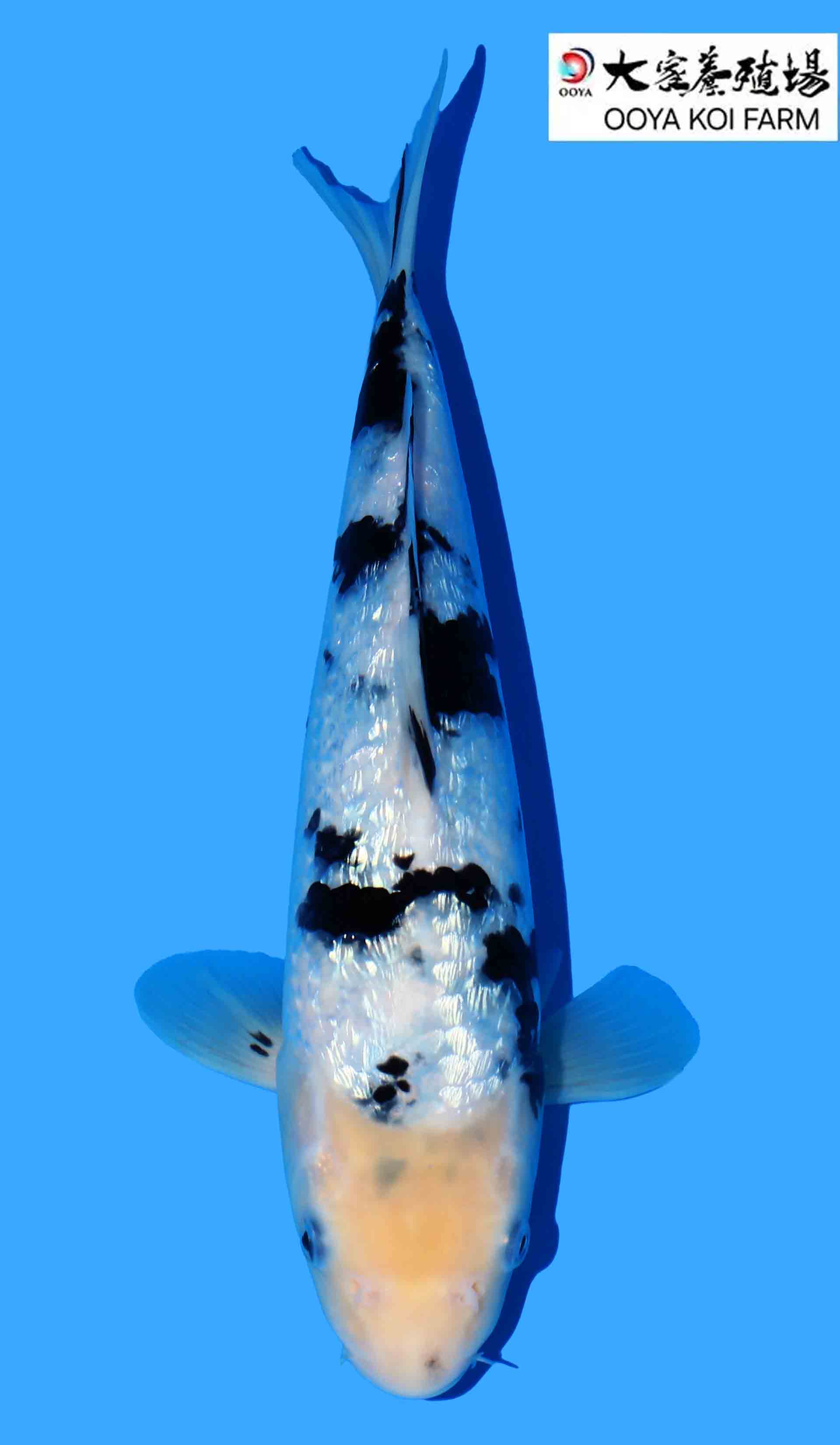 Gin Rin Bekko Inc growing until Sept