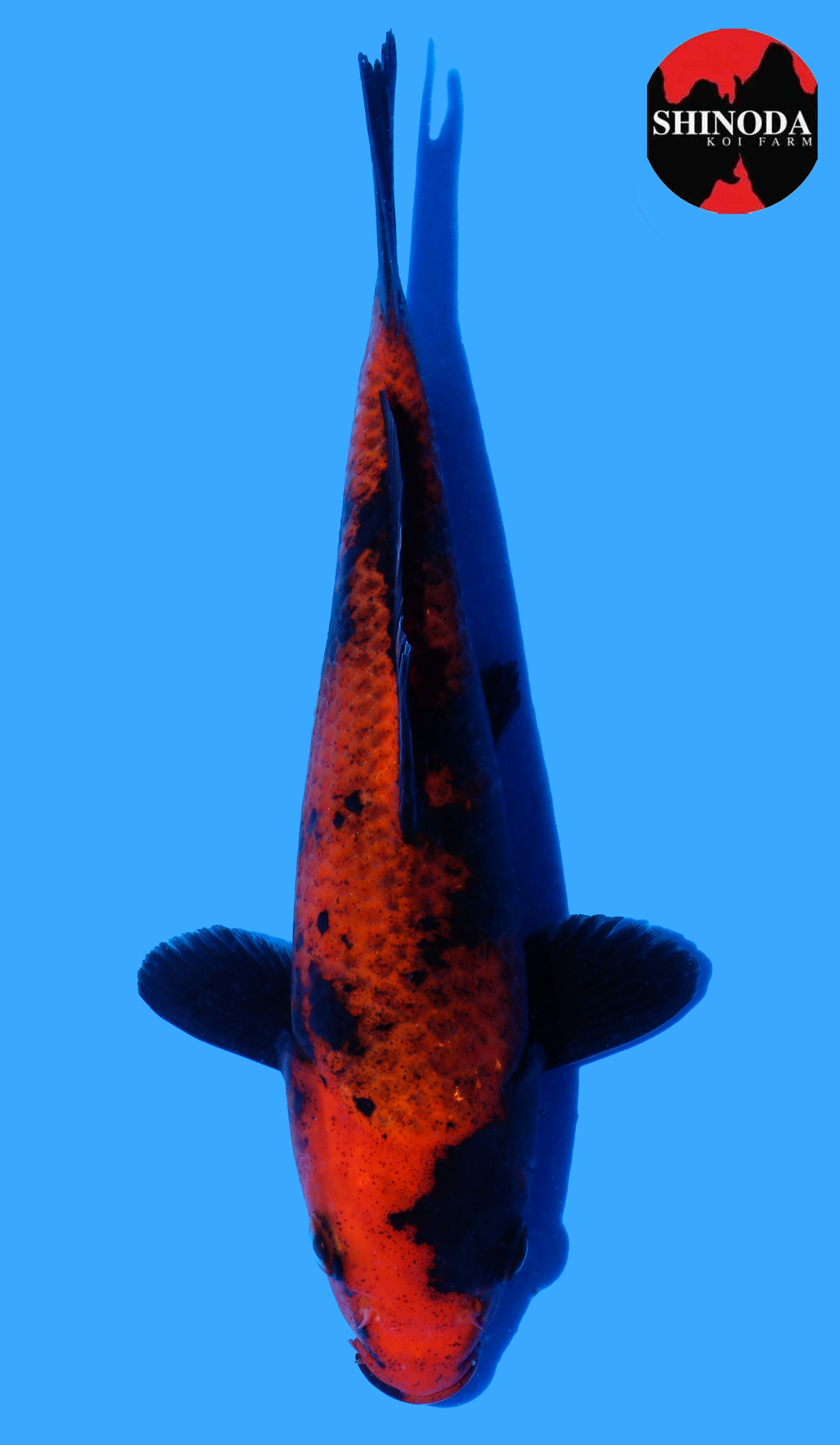 Kage Hi Utsuri