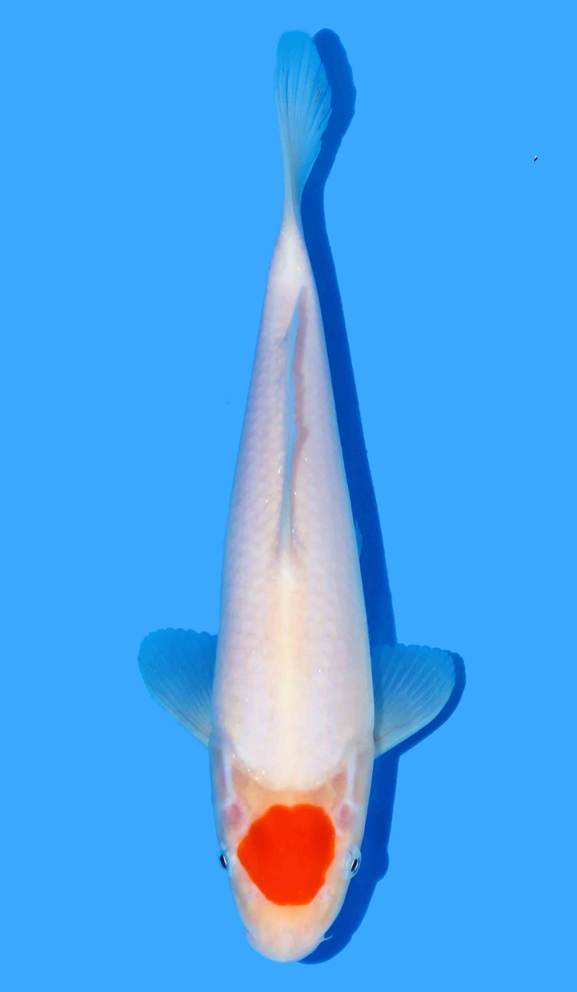 Tancho Kohaku from Maruhide