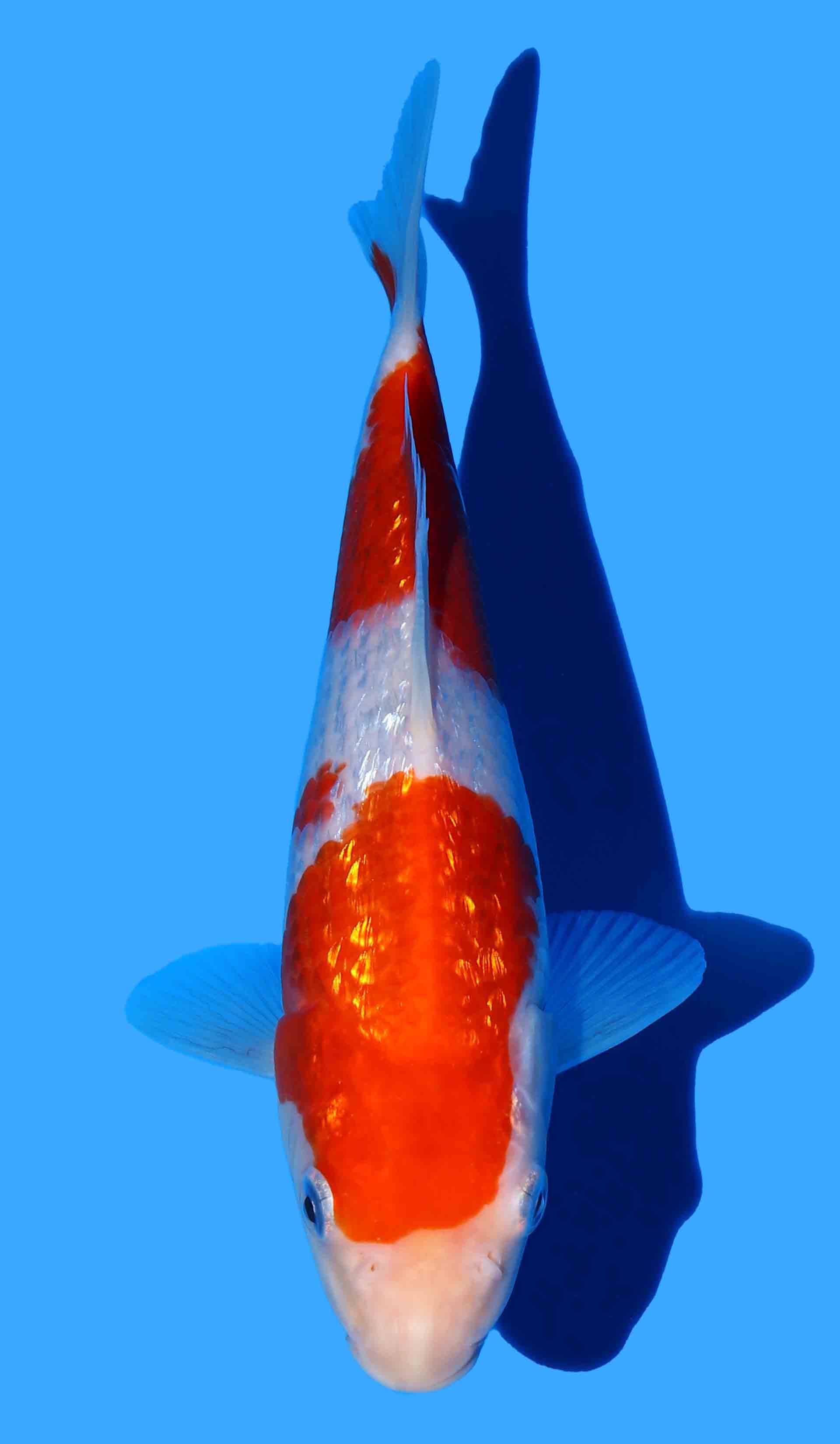 Gin Rin Kohaku from Koda