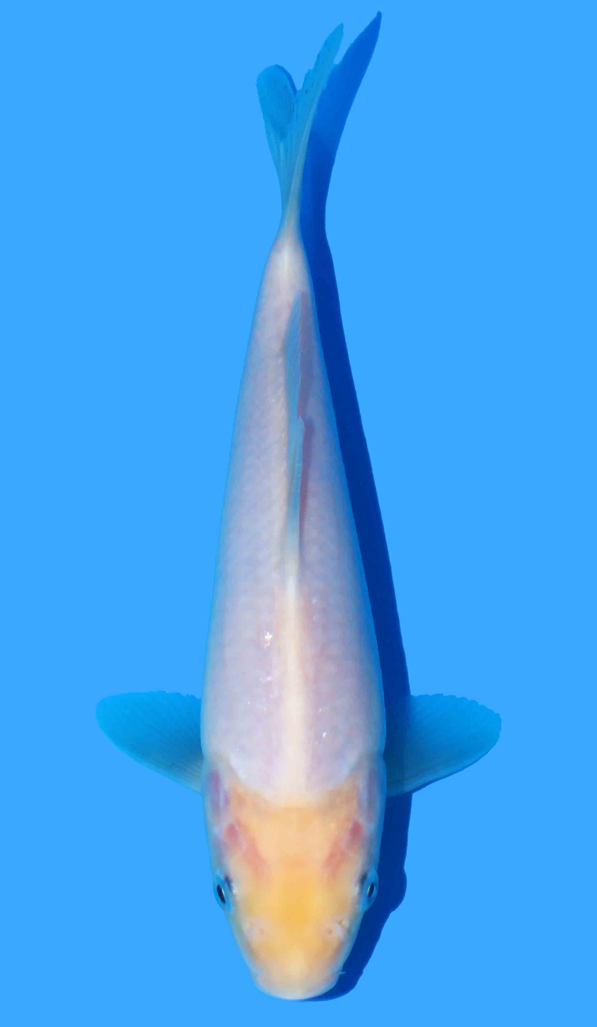 Shiro Muji from Maruyama