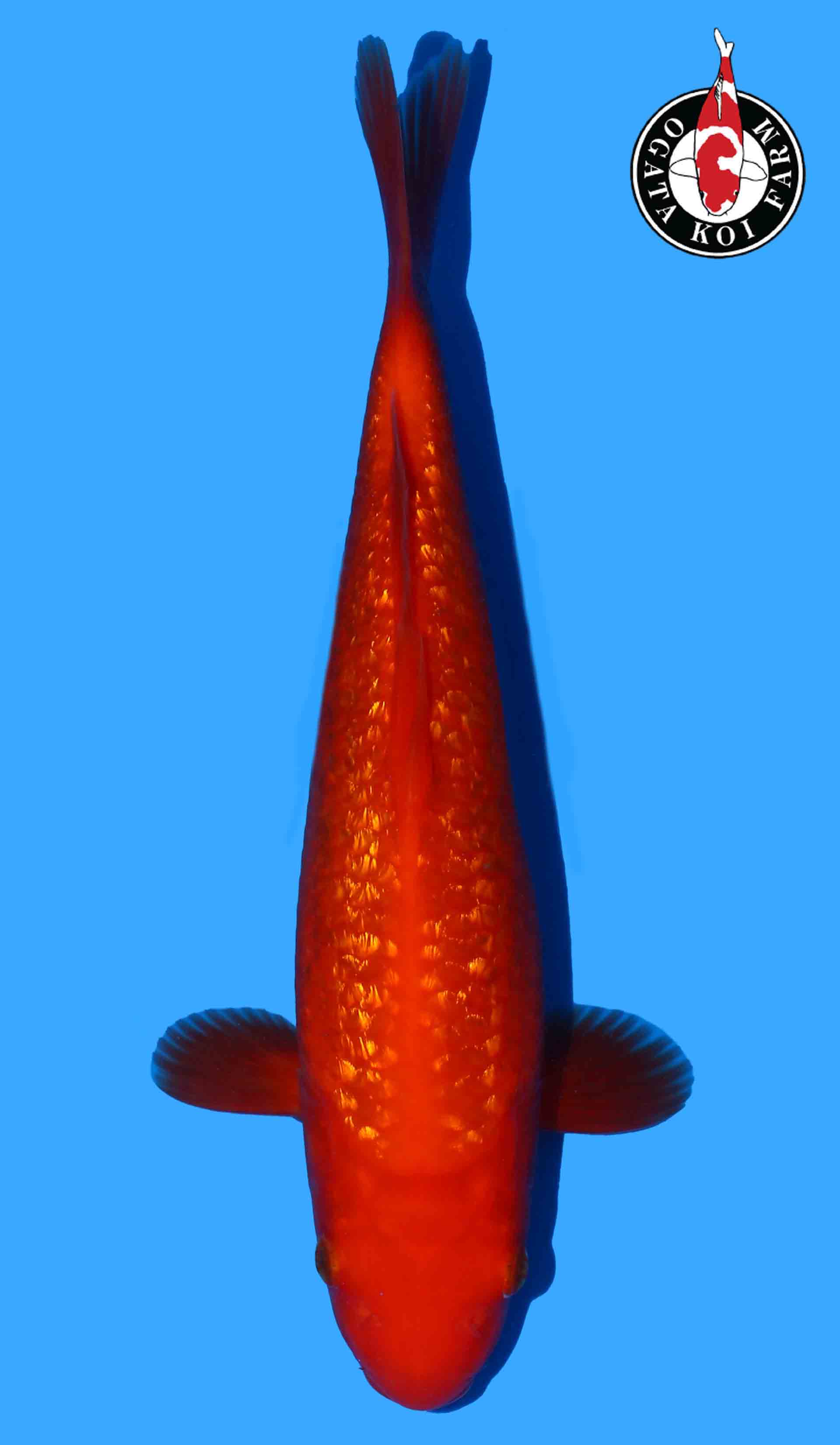 Gin Rin Benigoi from Ogata Taiho line