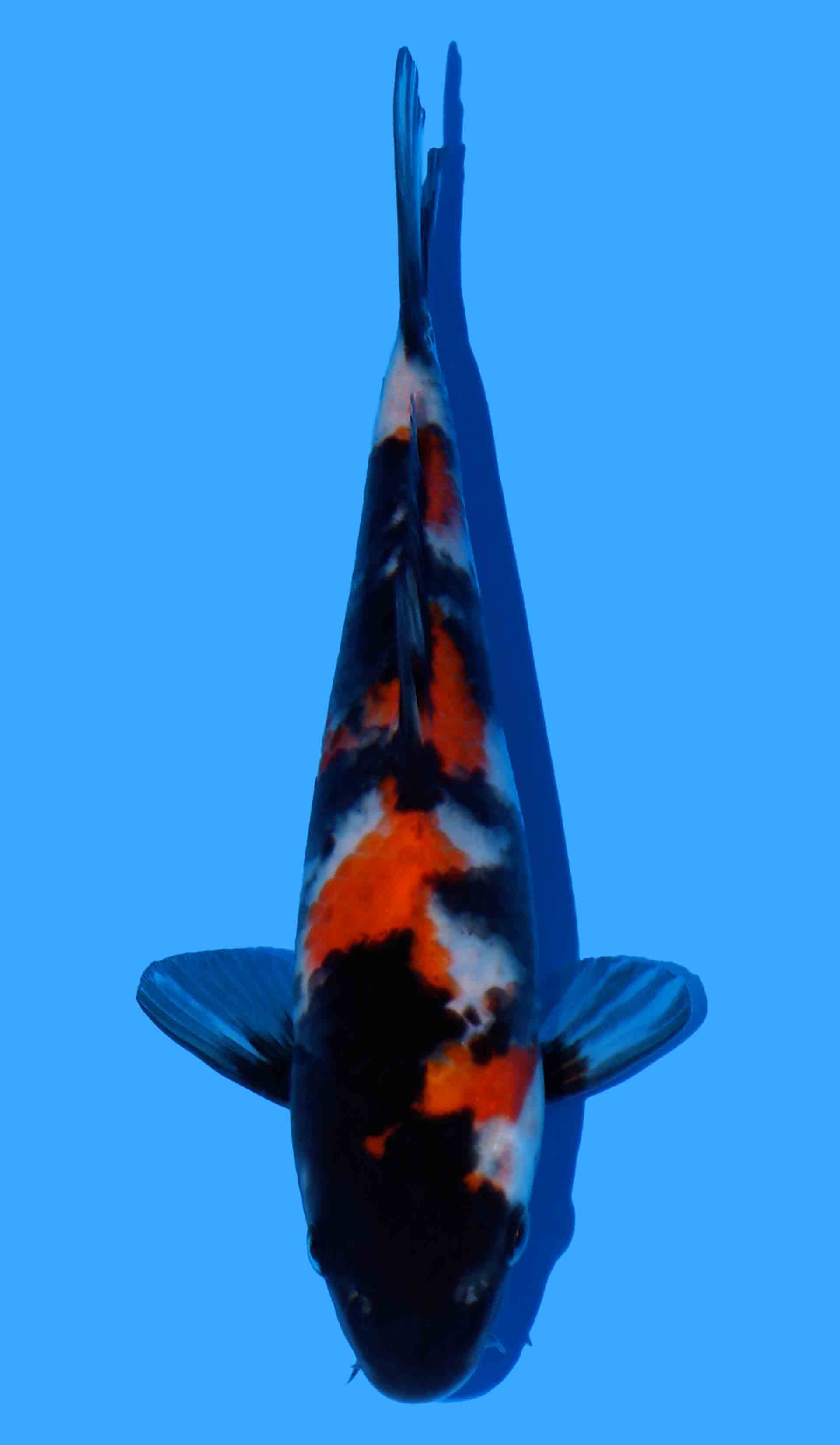 Showa (Super Monster Line)