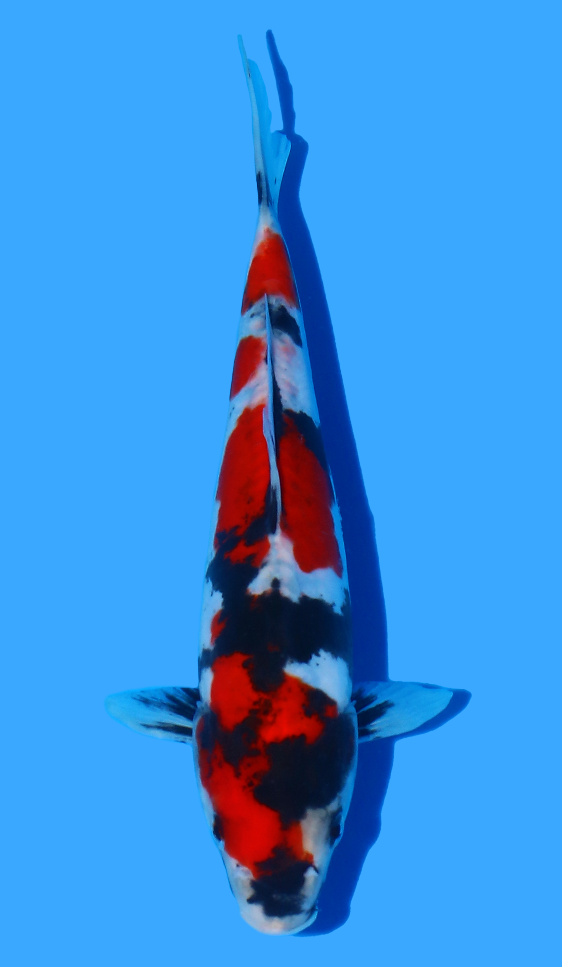 Photo of a koi fish
