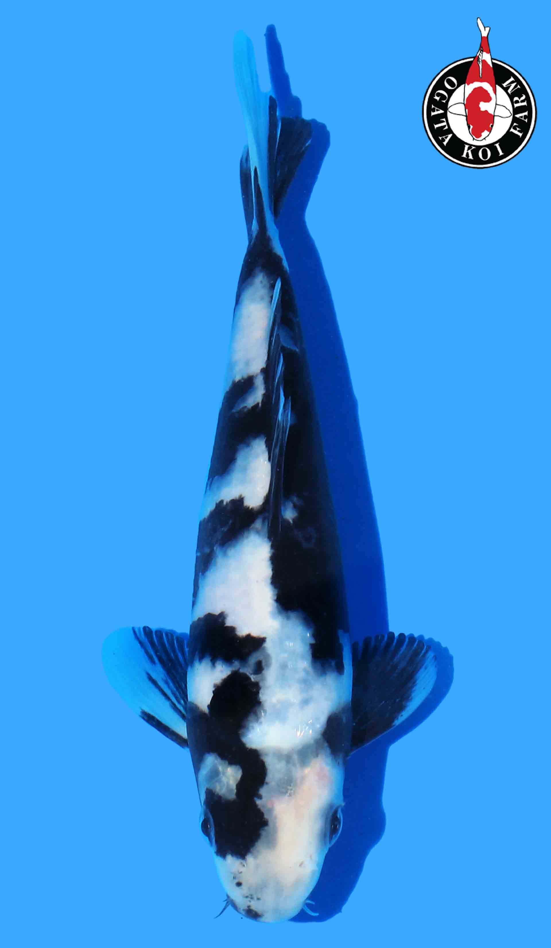 Photo of a koi fish