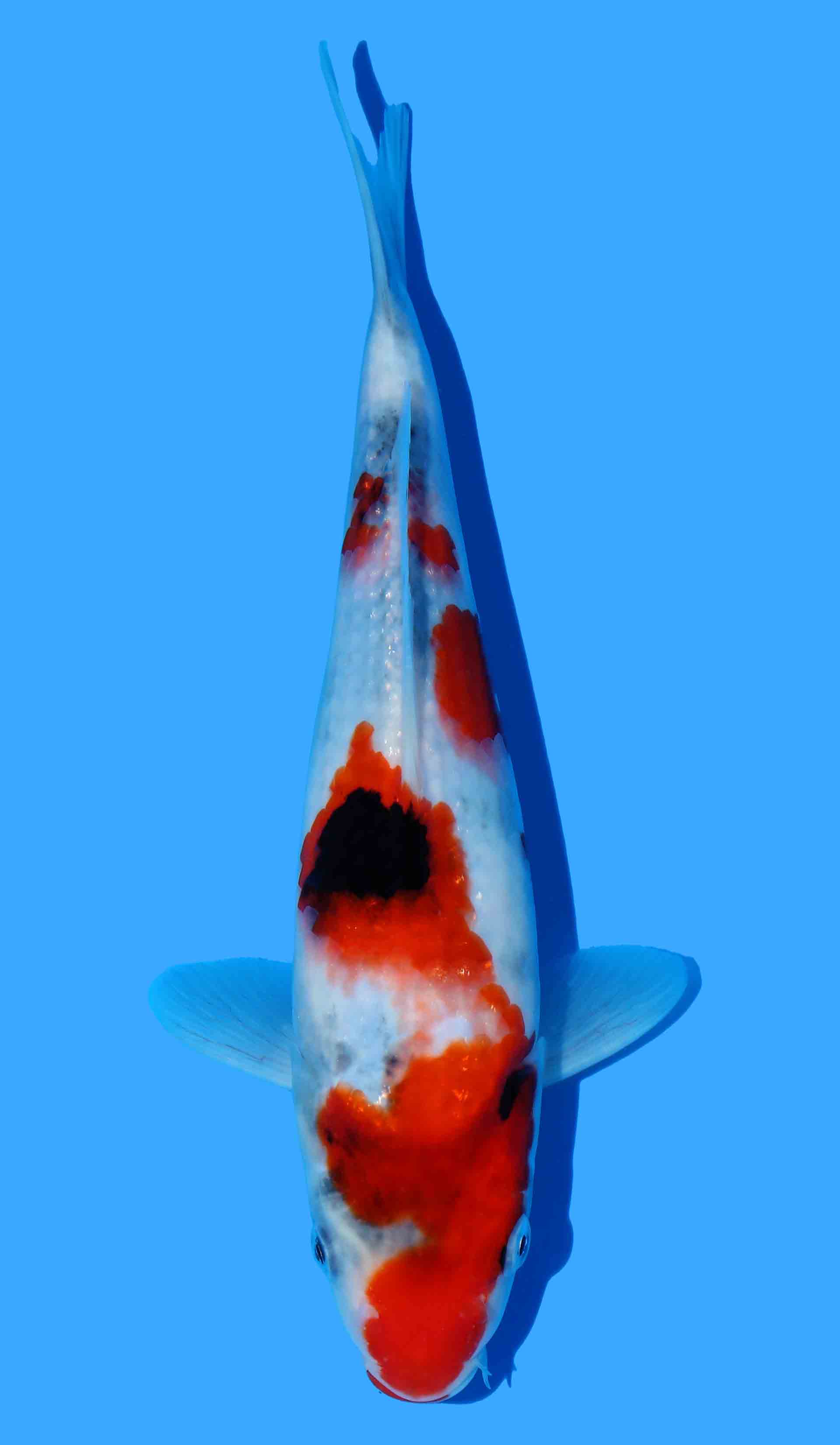 Kindai Showa from Maruyama