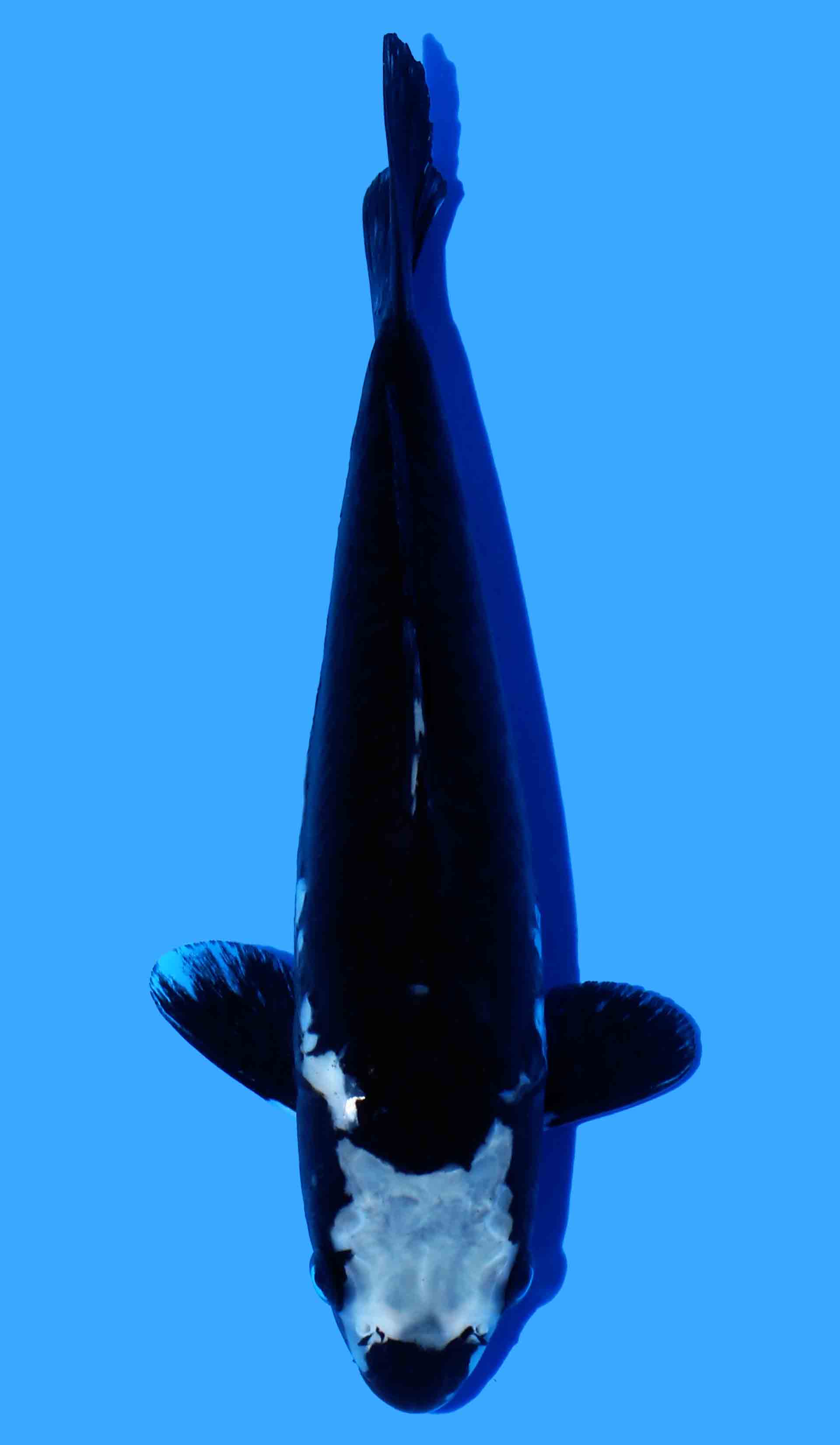 Black Dragon