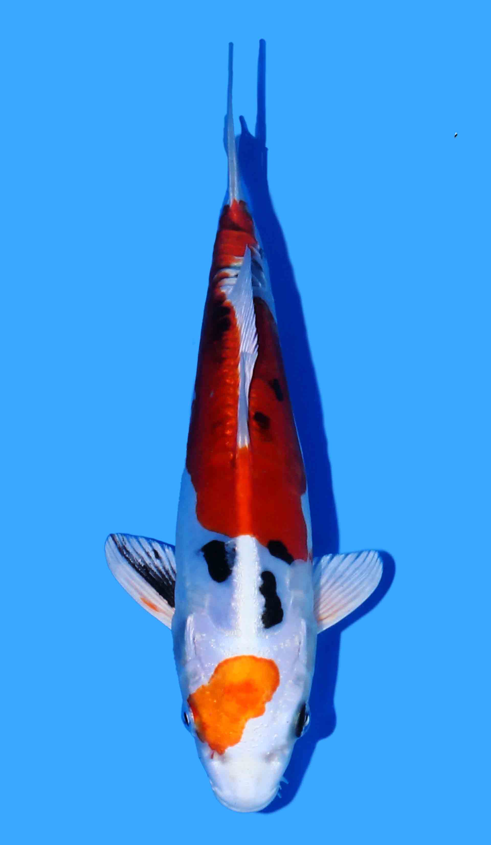 Beni Kikokuryu