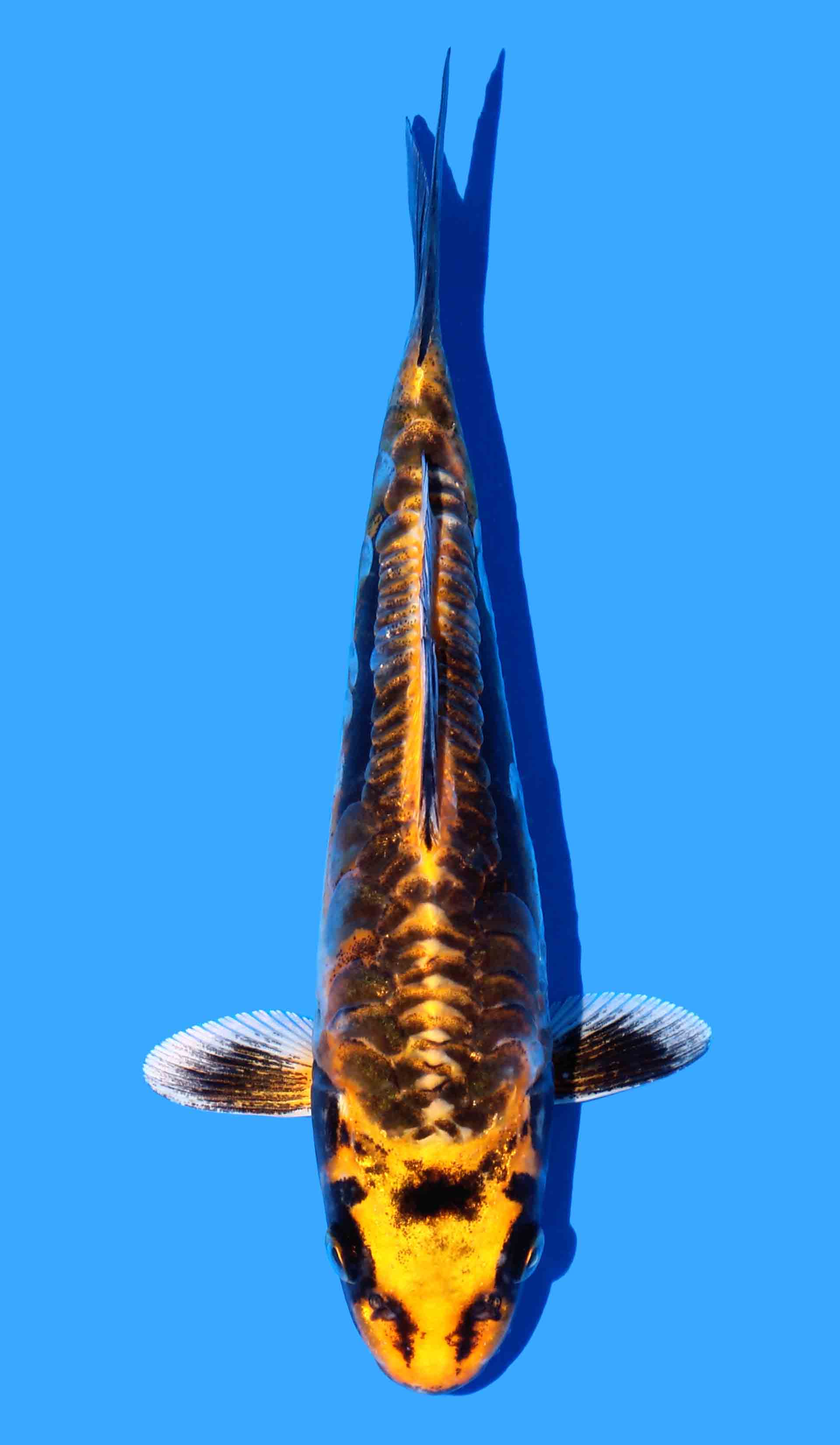 Beni Kikokuryu from Koda