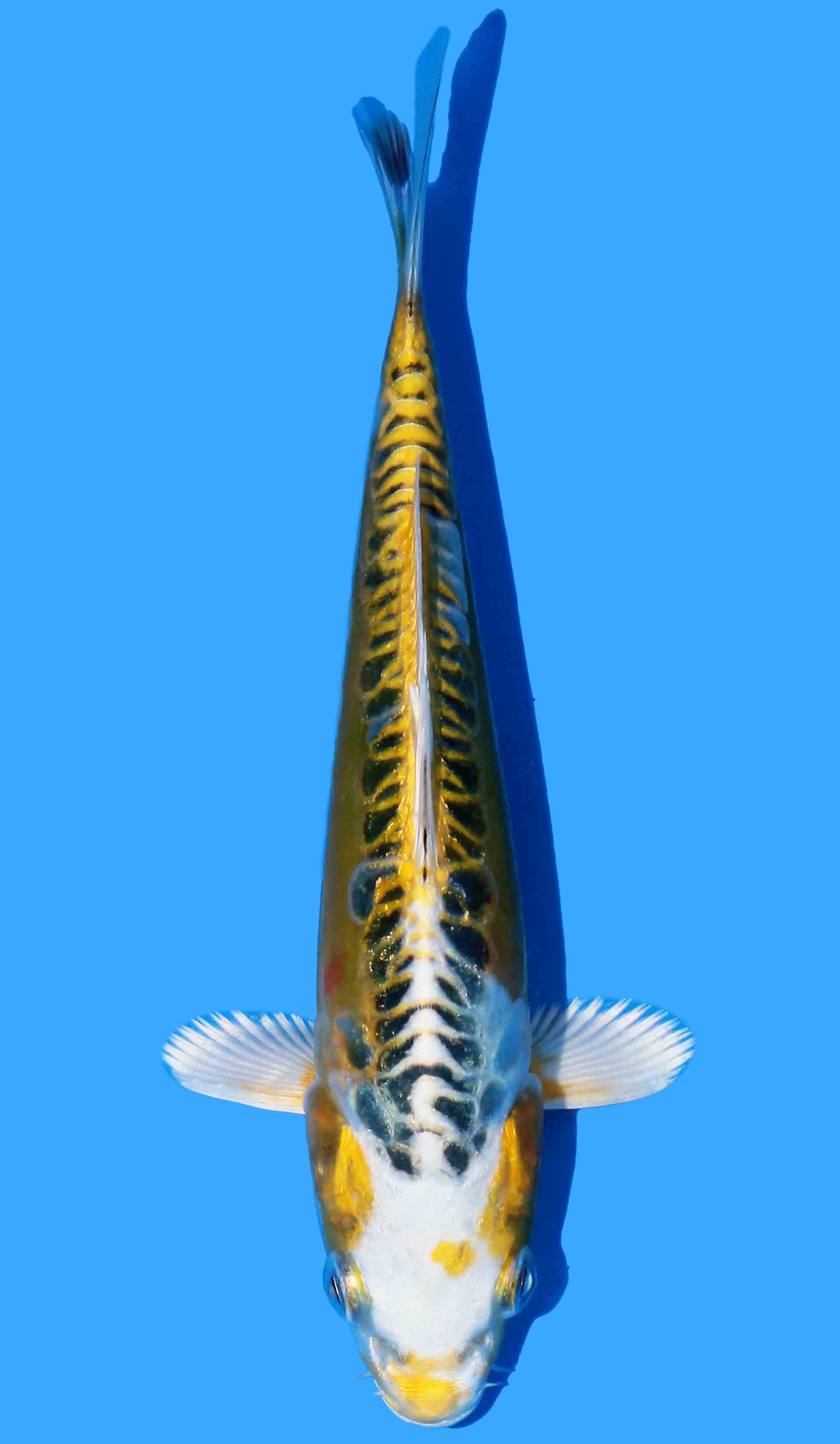 Doitsu Ki Kujaku from Yellow Dragon