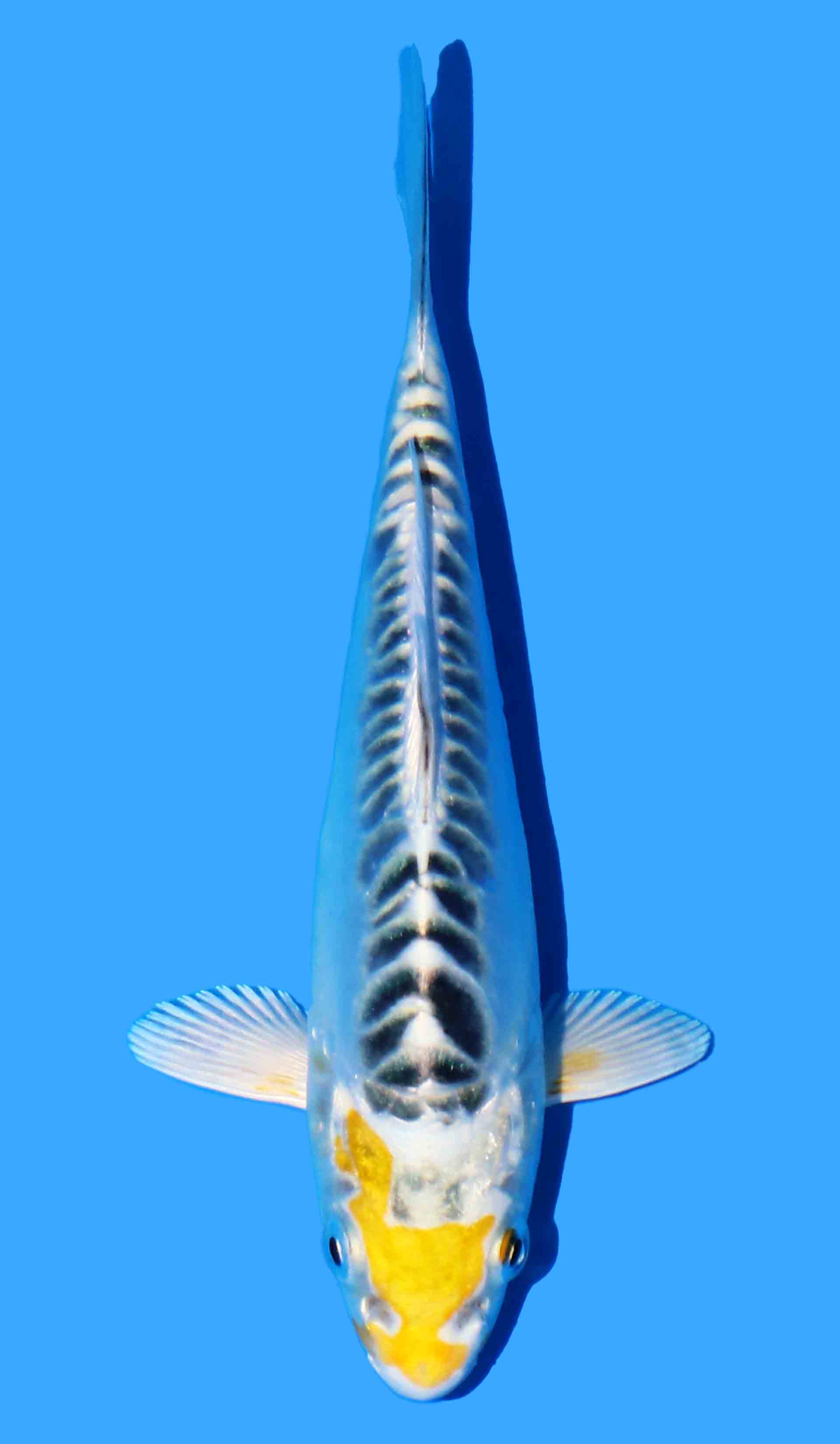 Doitsu Ki Kujaku (Yellow Dragon)