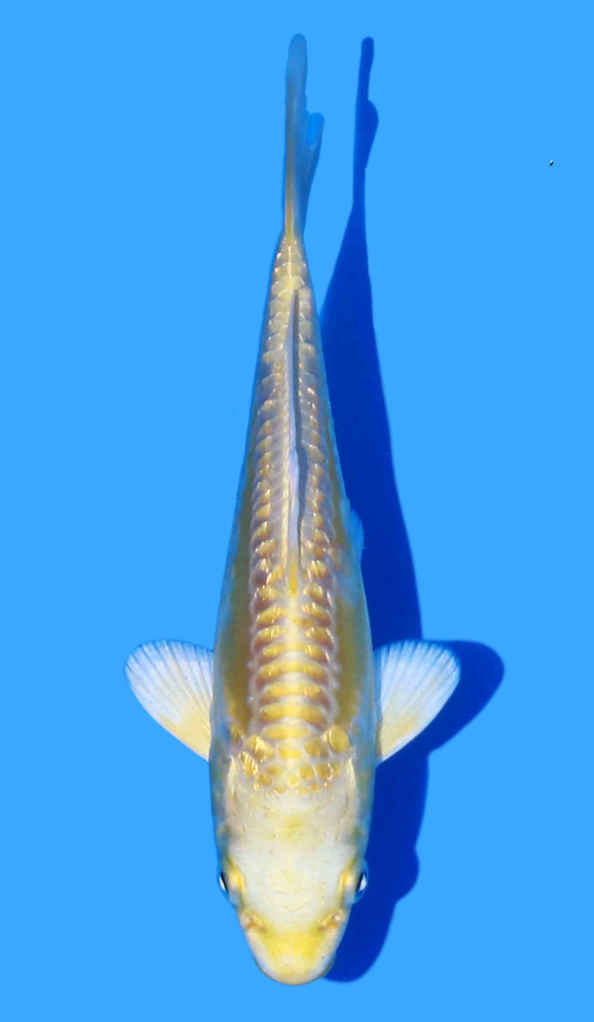 Doitsu Yamabuki Ogon from Yamasan