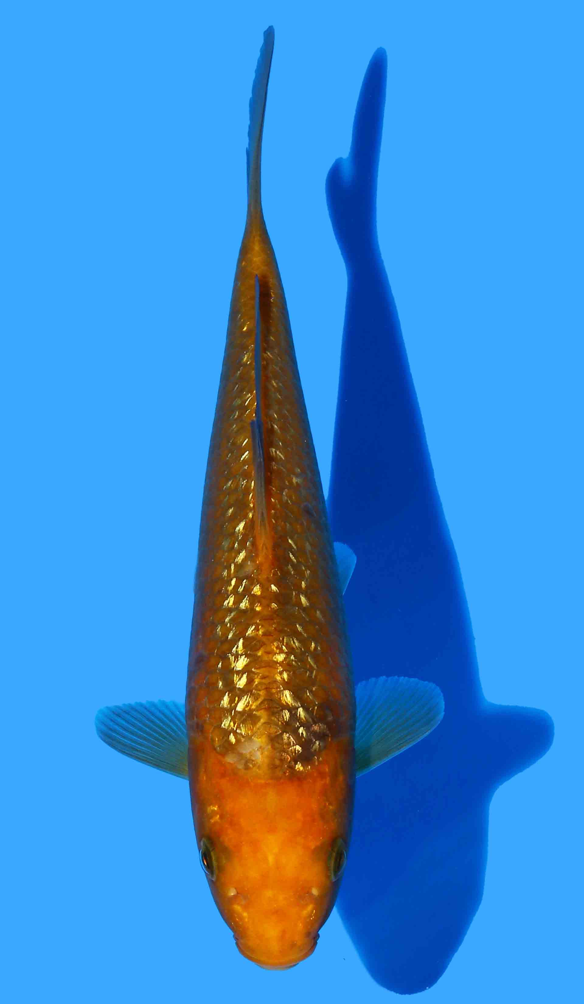 Gin Rin Golden Corn