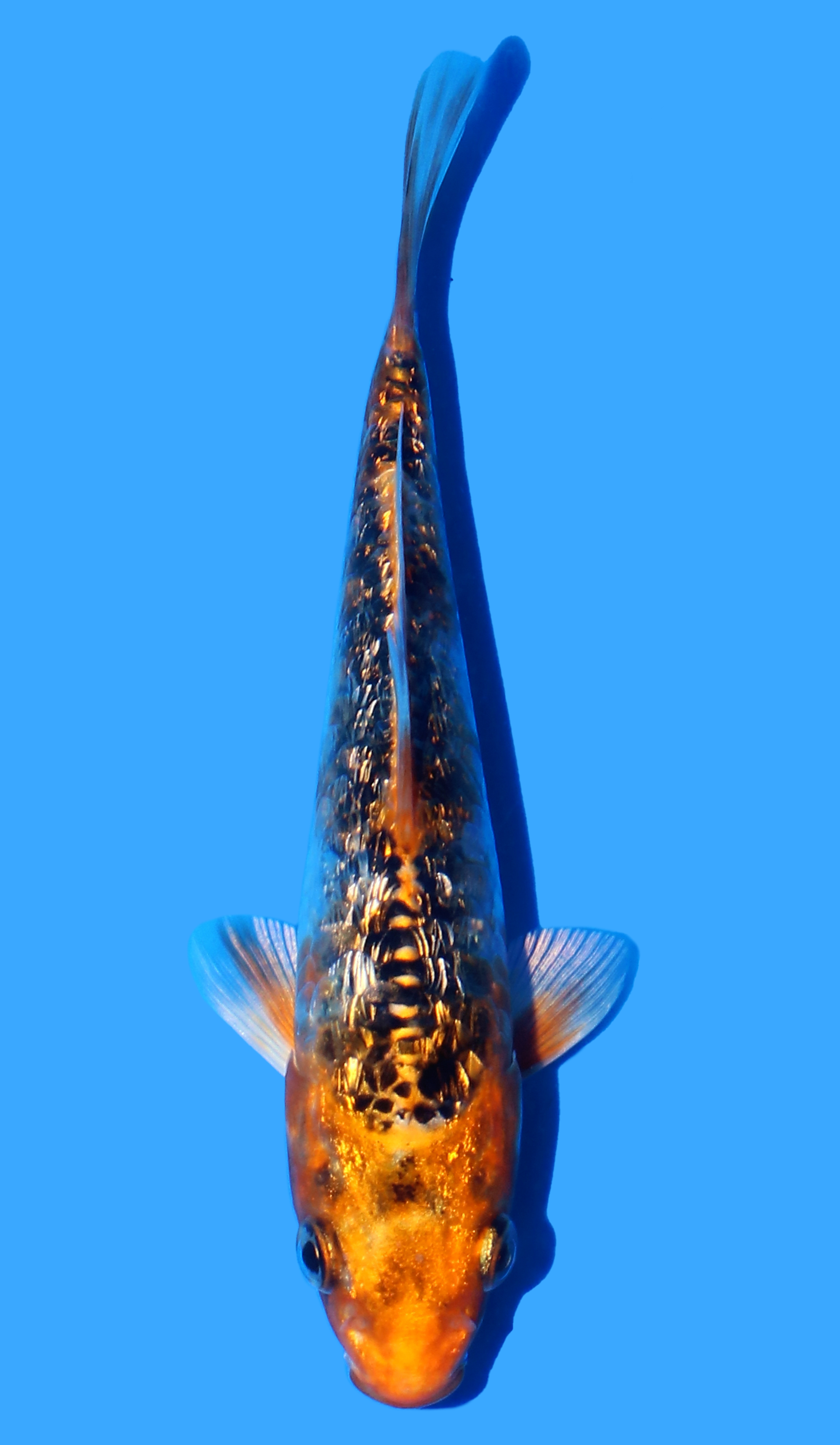 Photo of a koi fish