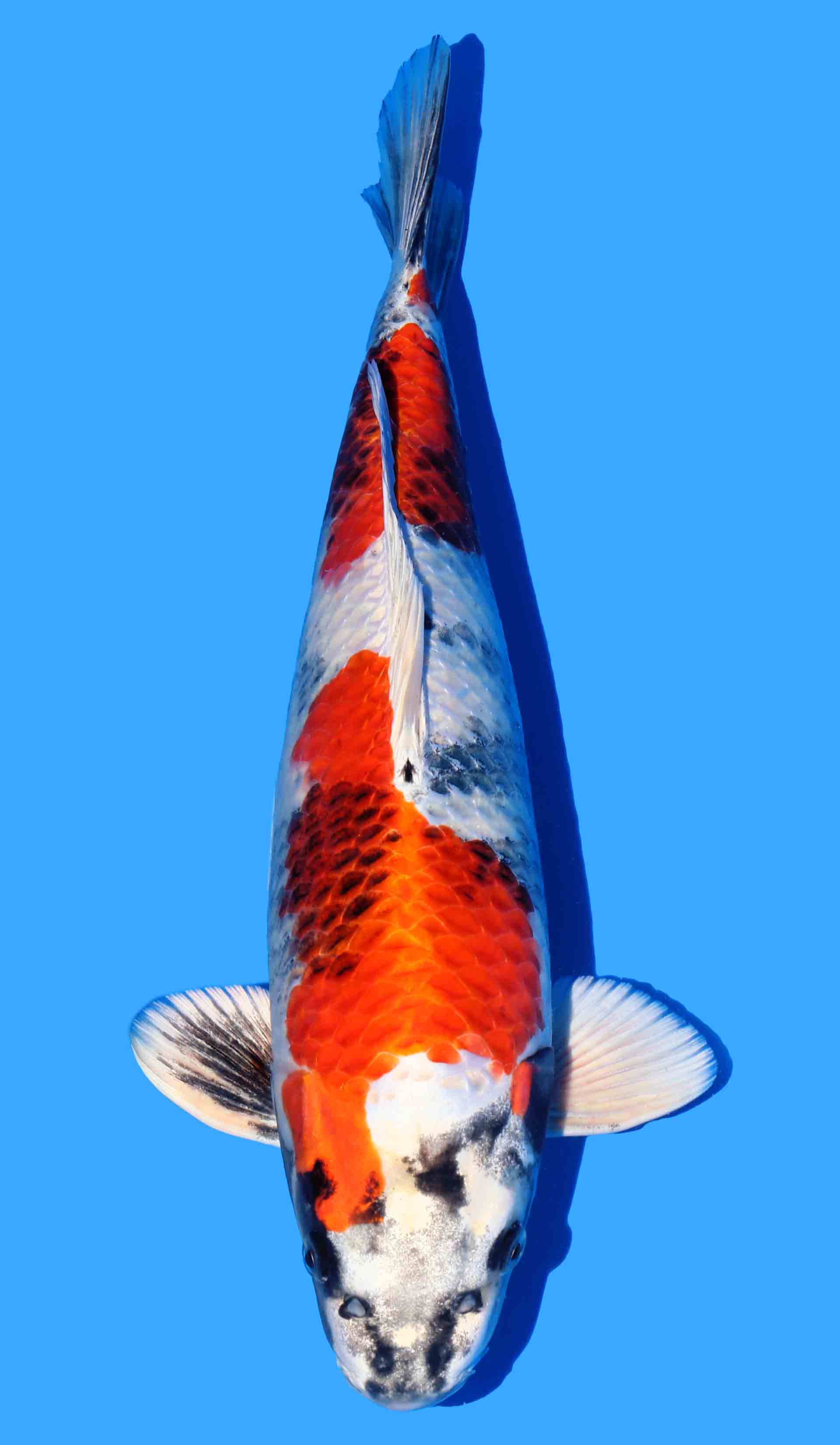 Kin Showa from Kanno