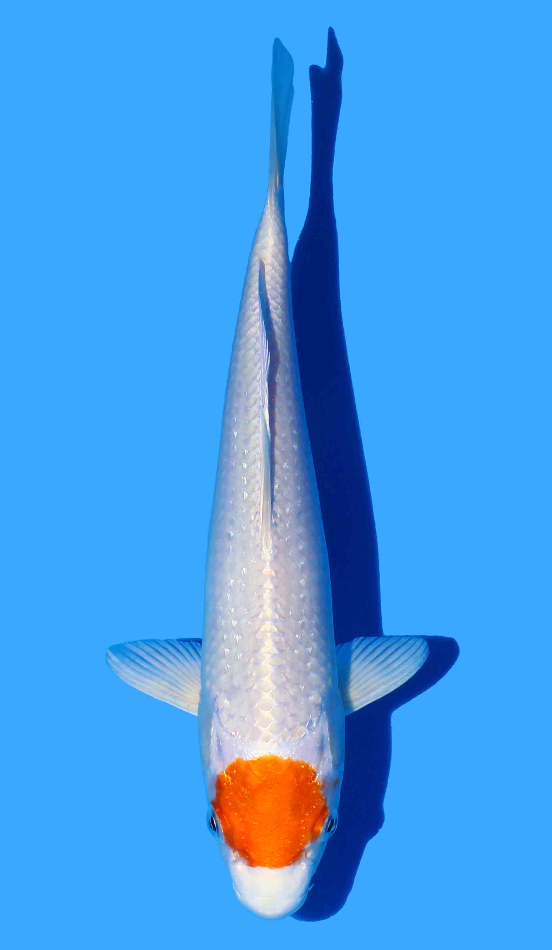 Tancho Sakura Ogon from Saito